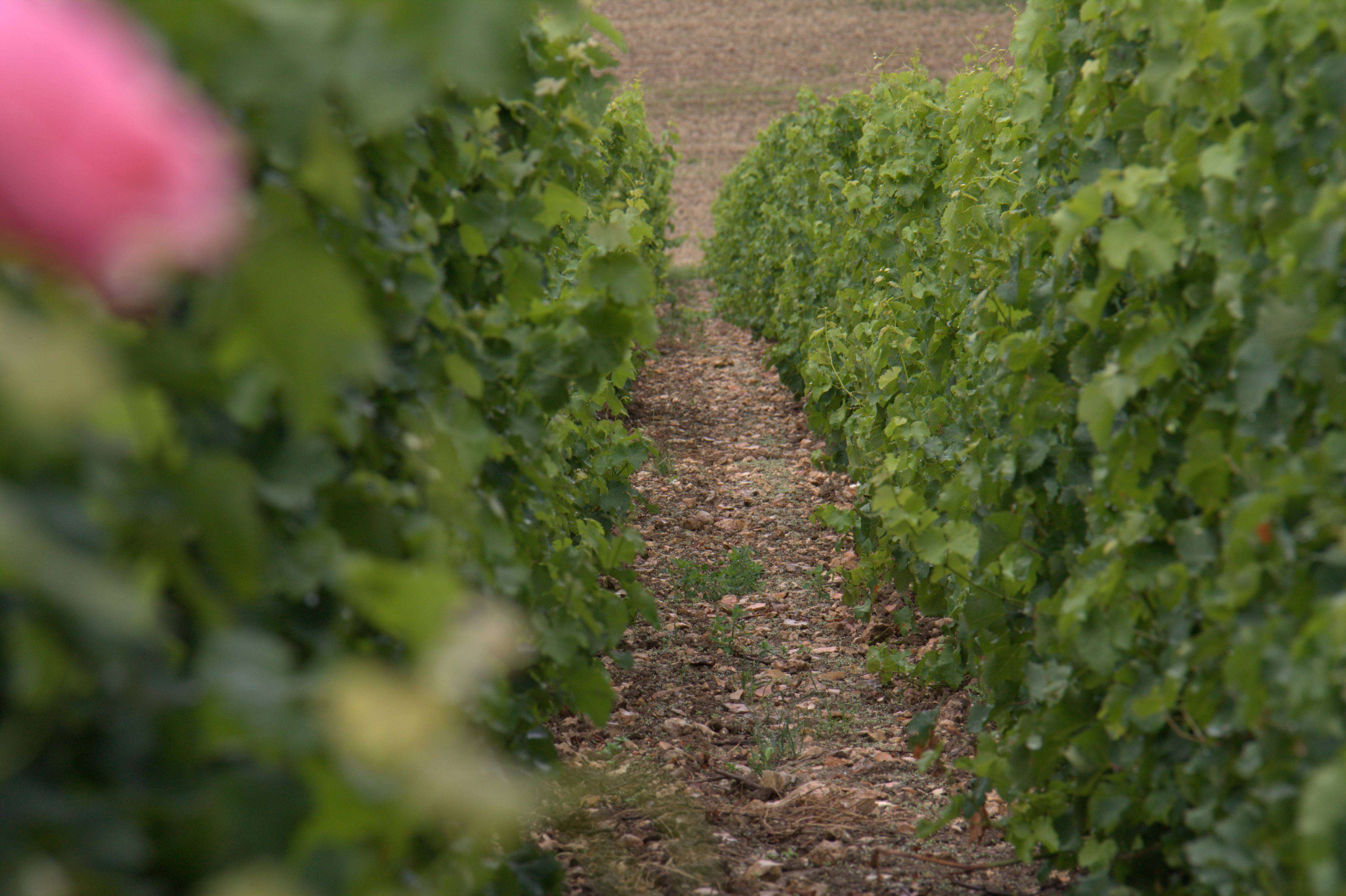 Sancerre