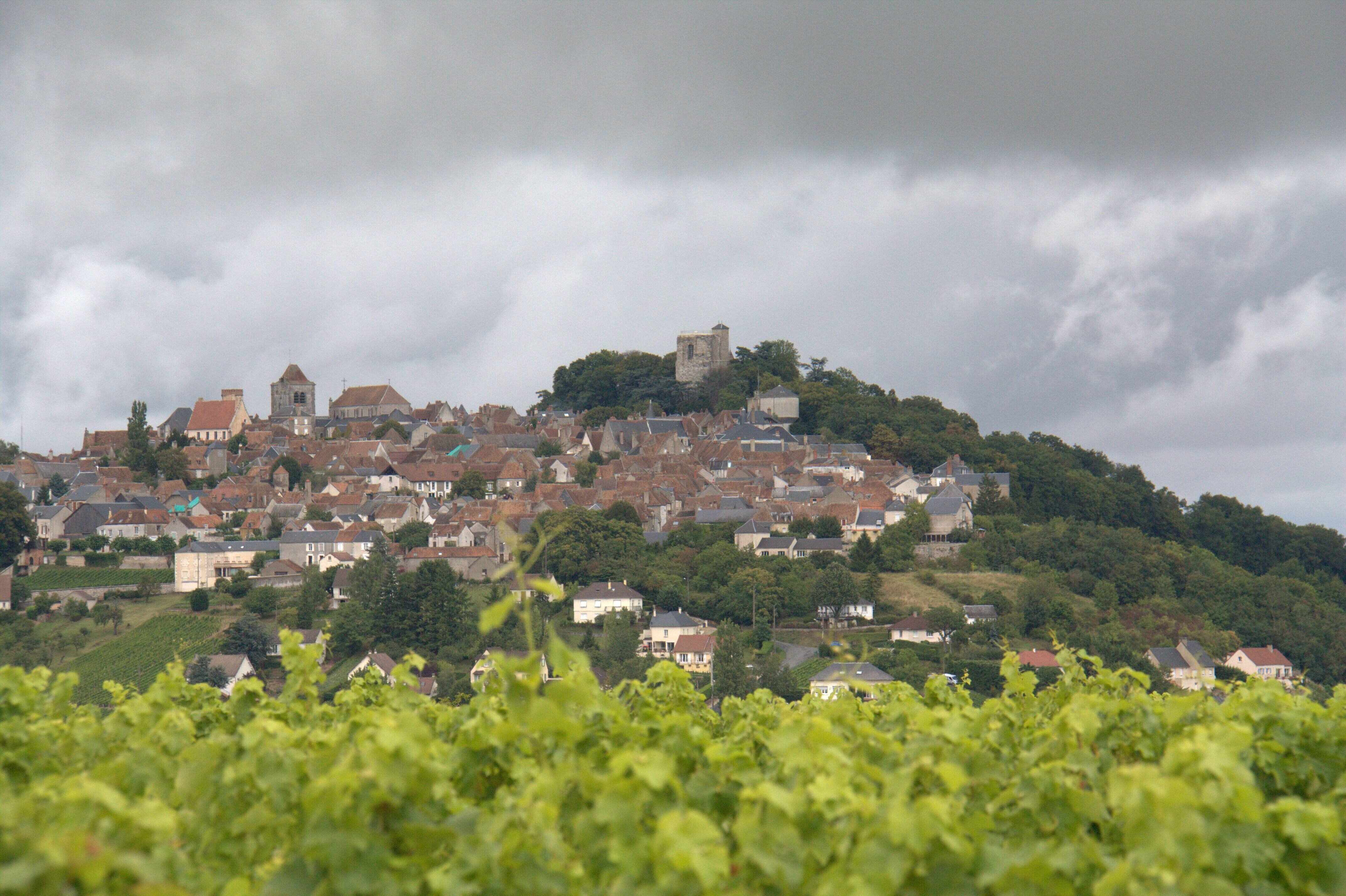 La vigne