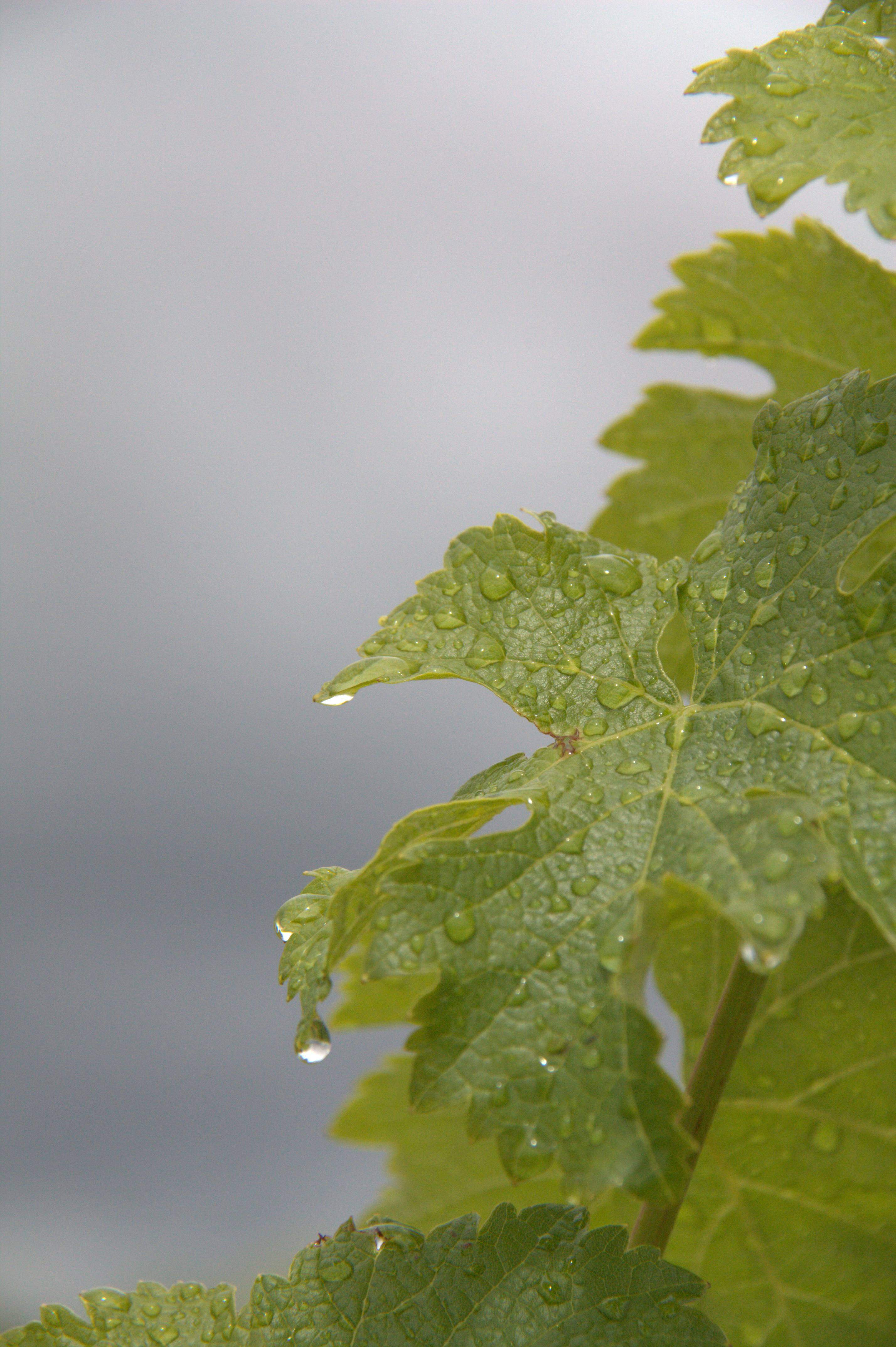Le vignoble sancerrois