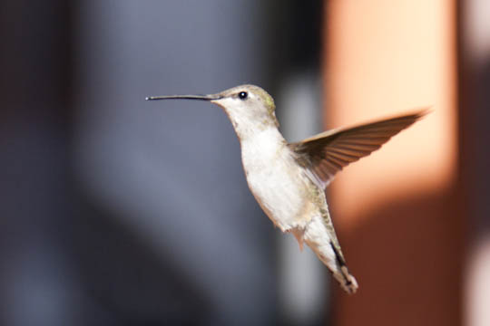 /img/2012/06/mg_3682.jpg