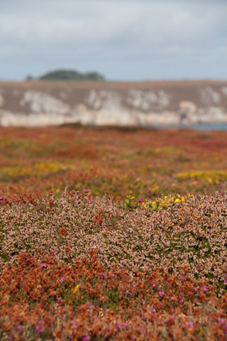 _MG_4503-3