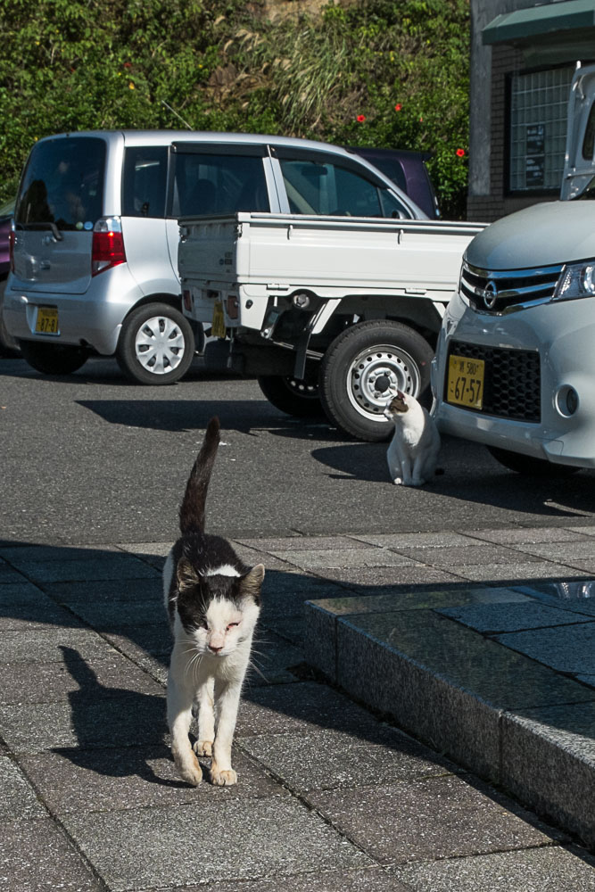 DSCF8541