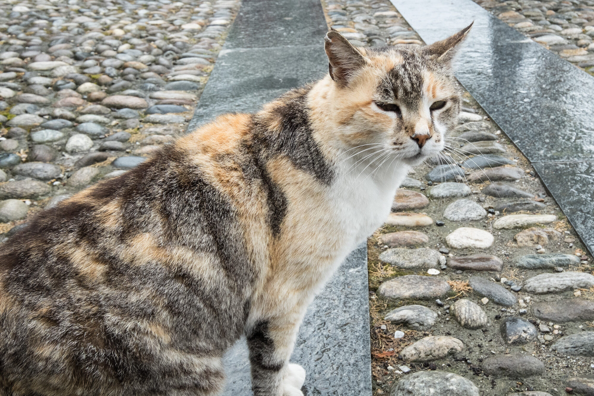 Et un chat (pour les hits) sur Isola dei Pescatori