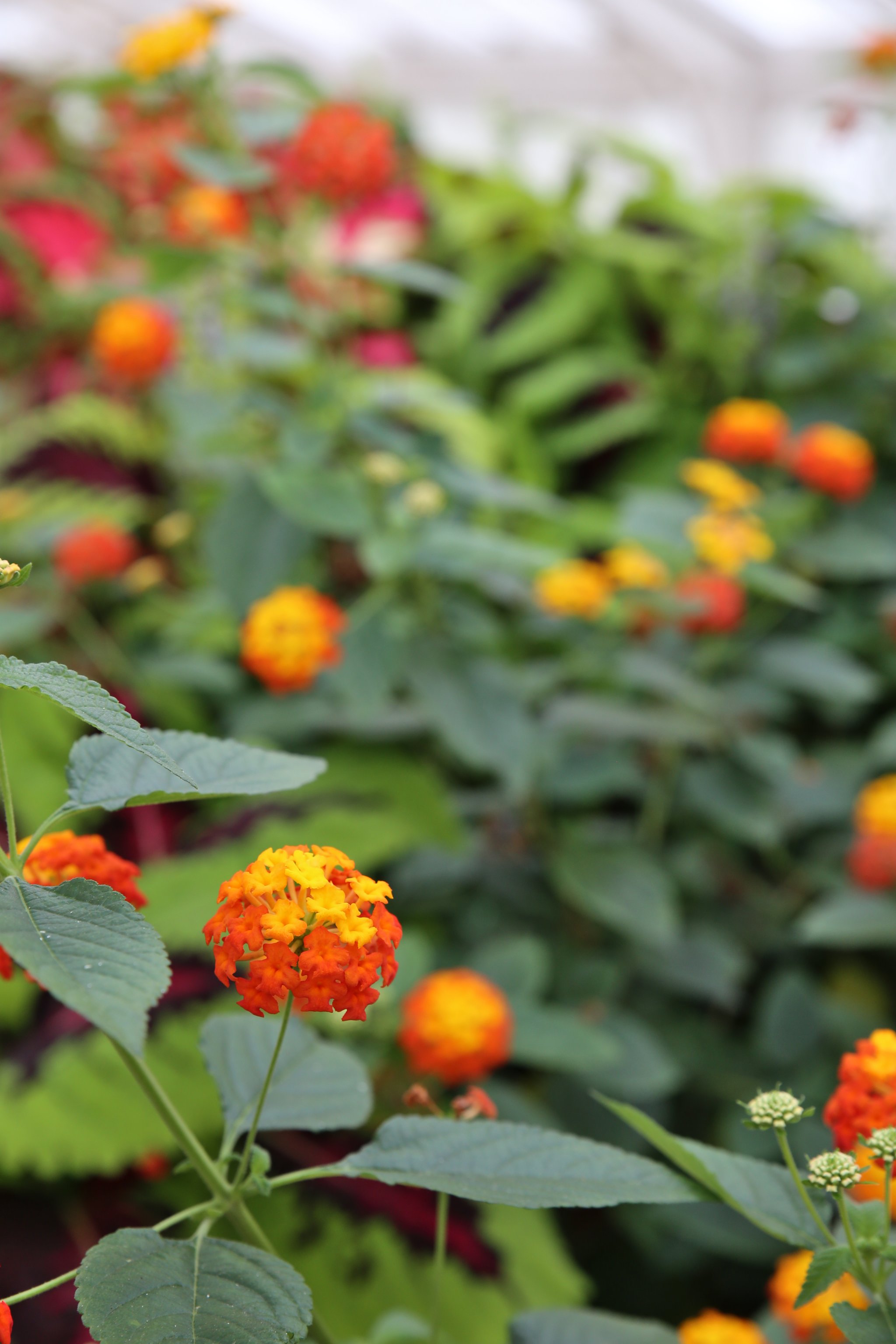 Verveine, nul besoin de préciser qu’un tel dégradé de couleurs chaudes me plaît au-delà du raisonnable.