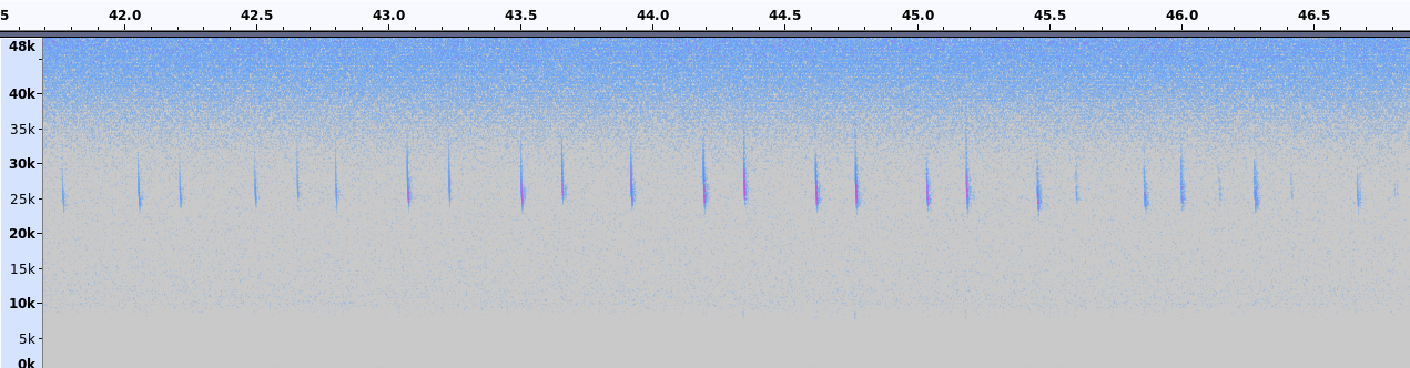Chauve-souris : durée 30 ms, intervalle 140-150 ms, Fréquence 27khz. Apparait tout au long de l'enregistrement