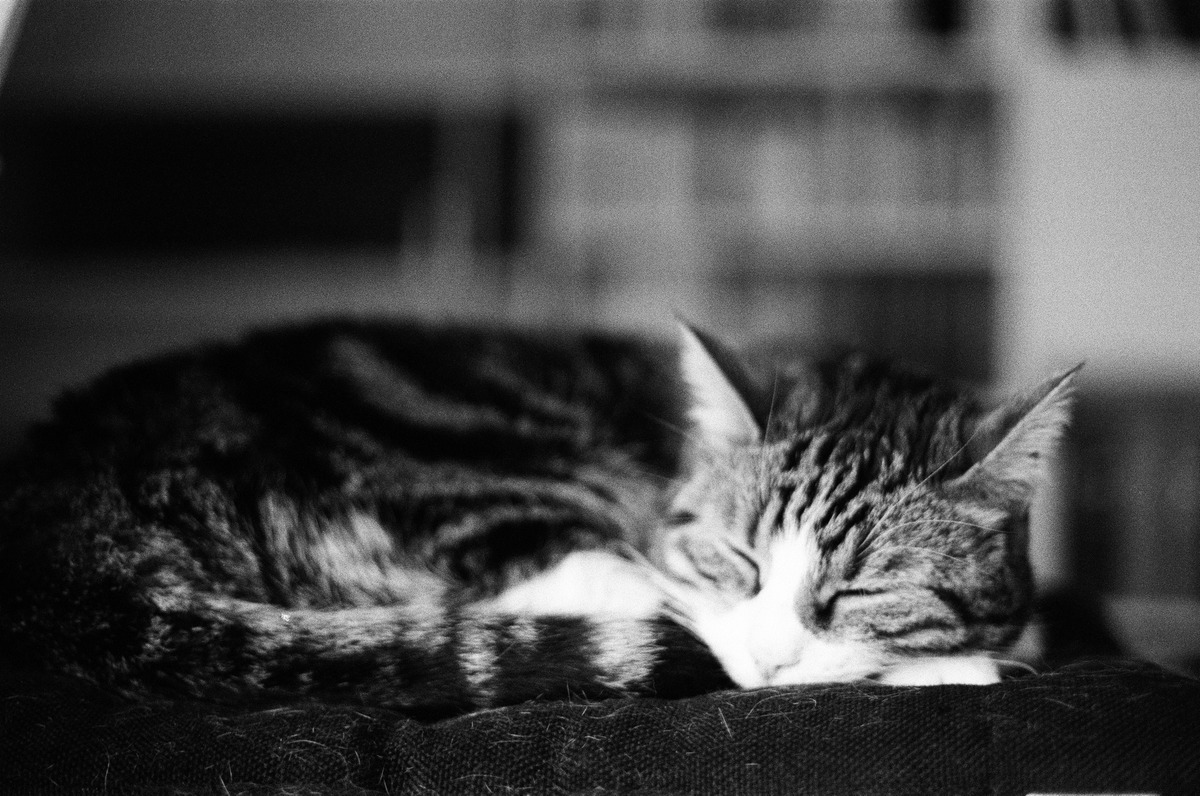(FD 50mm f/1.8)