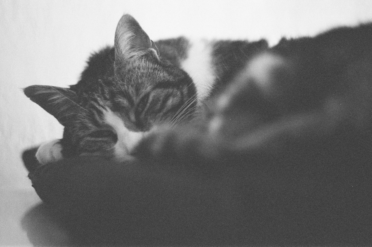 (FD 50mm f/1.8)