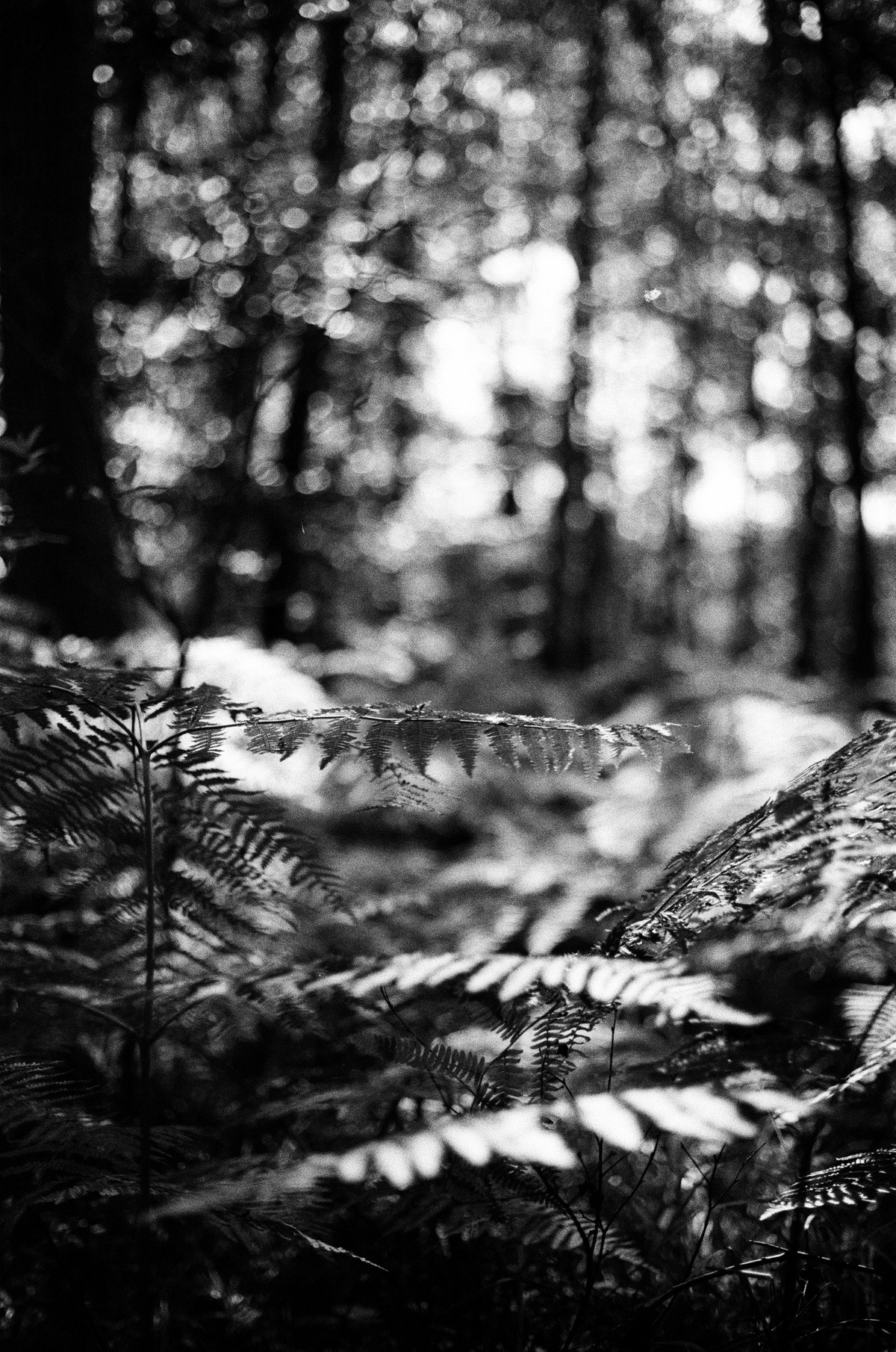 (FD 50mm f/1.8)