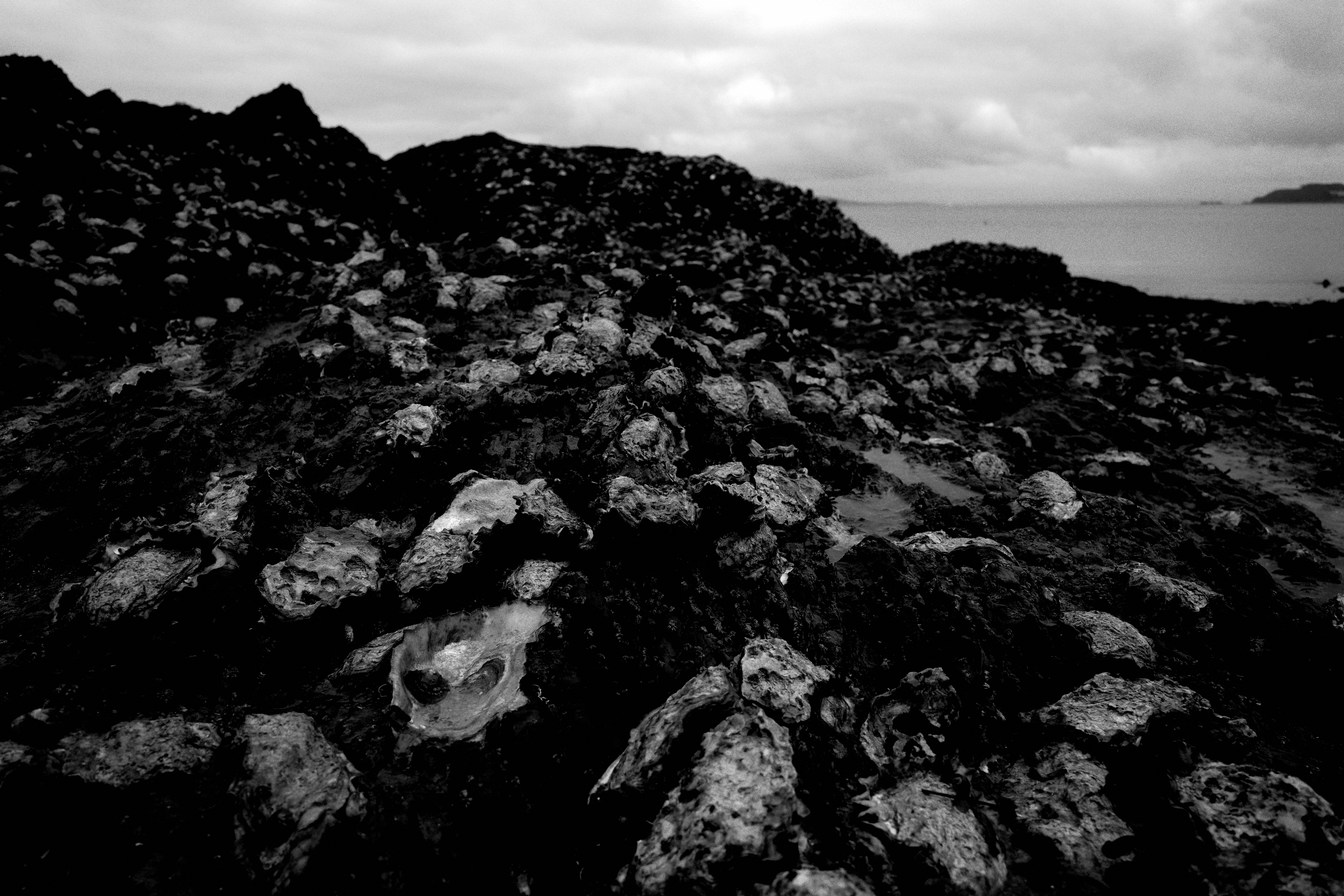 Les huîtres vers l'île ronde