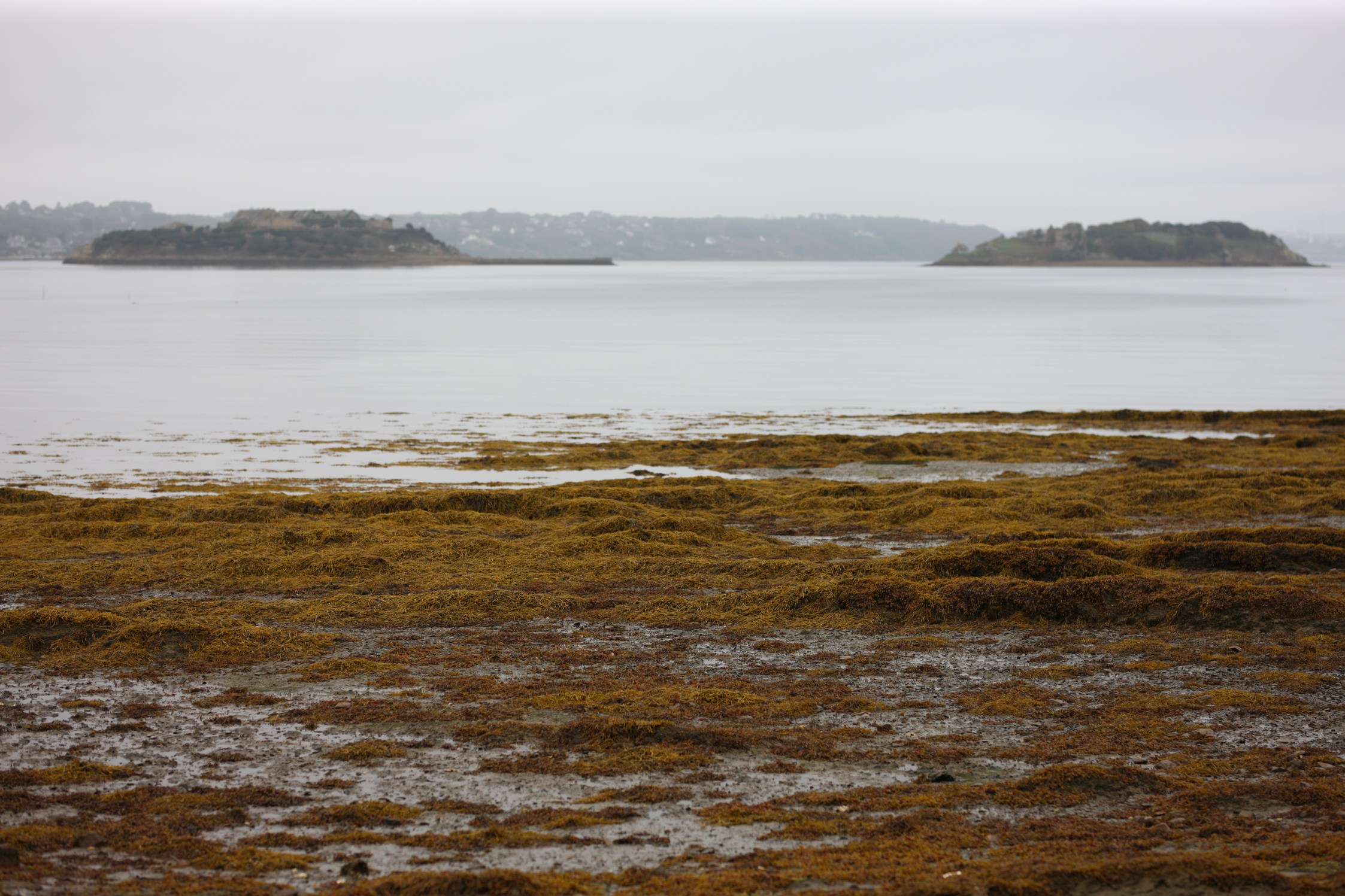 La grève aux tons rouges (roches et algues y concourent) avec en fond l'île des Morts et l'île Trébéron