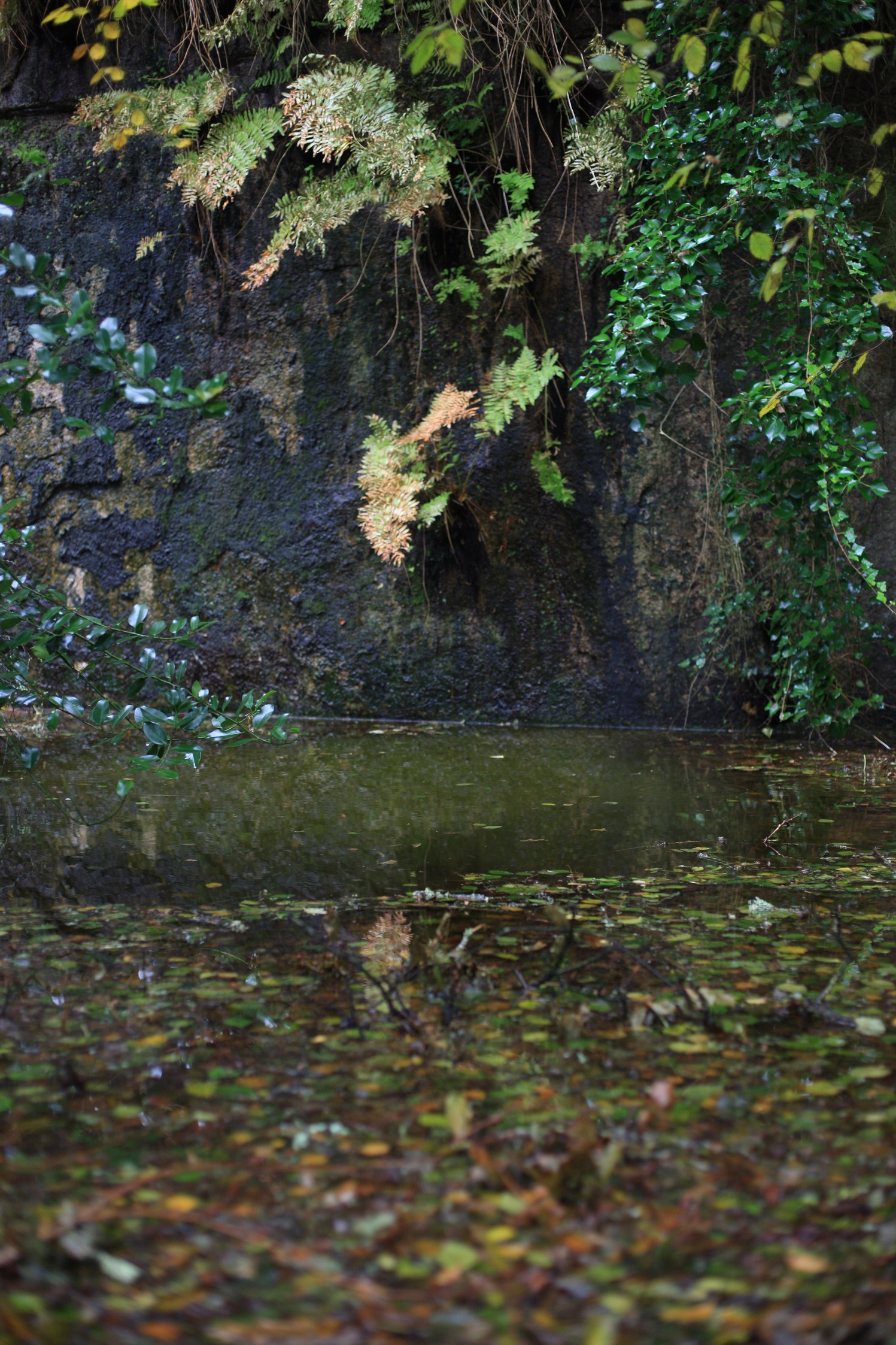 Le front de taille a les pieds dans l'eau, le reste est peu accessible du fait des taillis et abres effondrés.