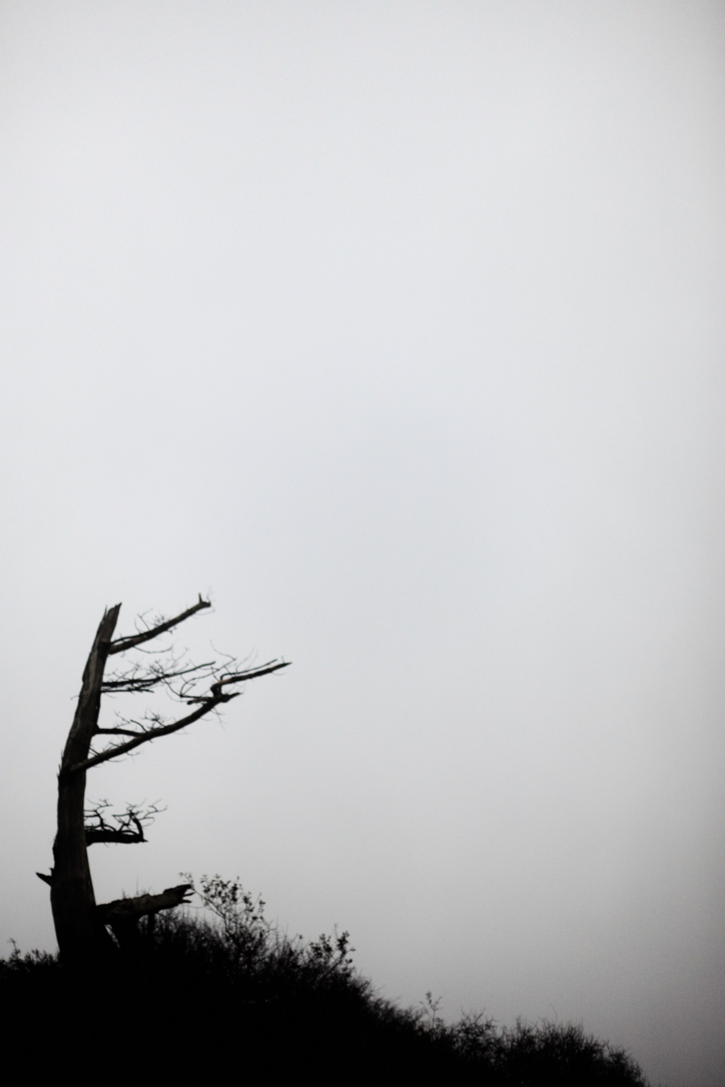 Arbre torturé à corbeaux (sans corbeau)