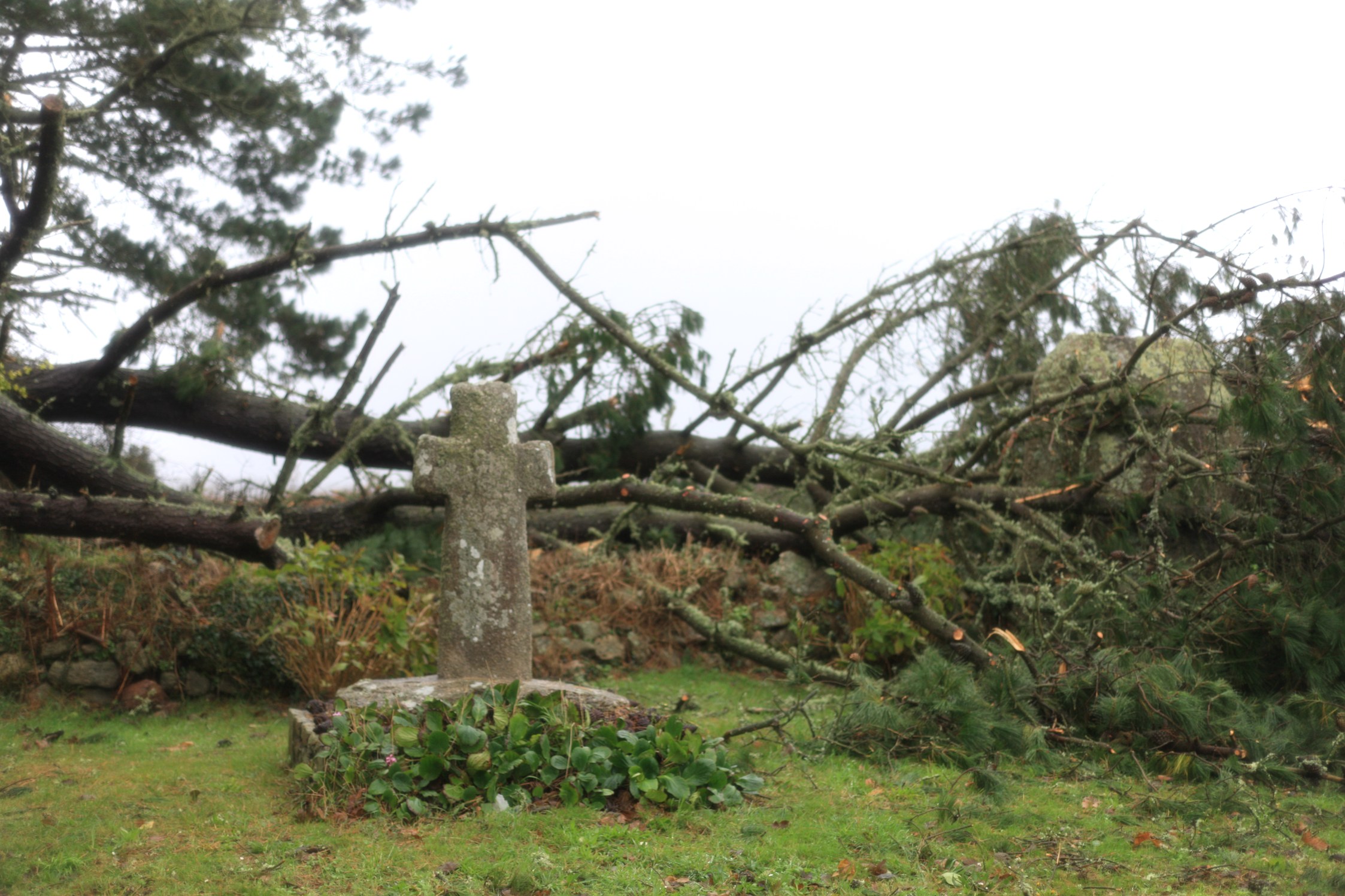 Croix à Kerglonou épargnée par les chutes d'arbres, un miracle ?