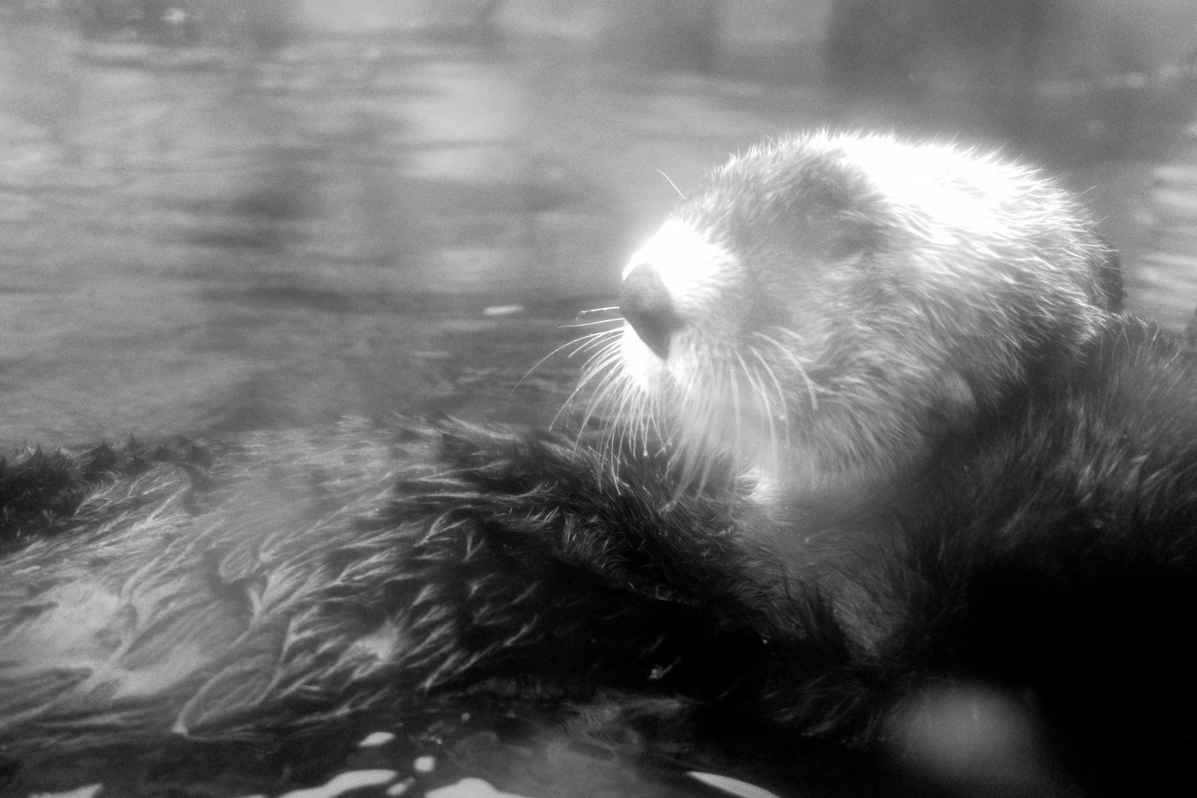 Loutre de mer