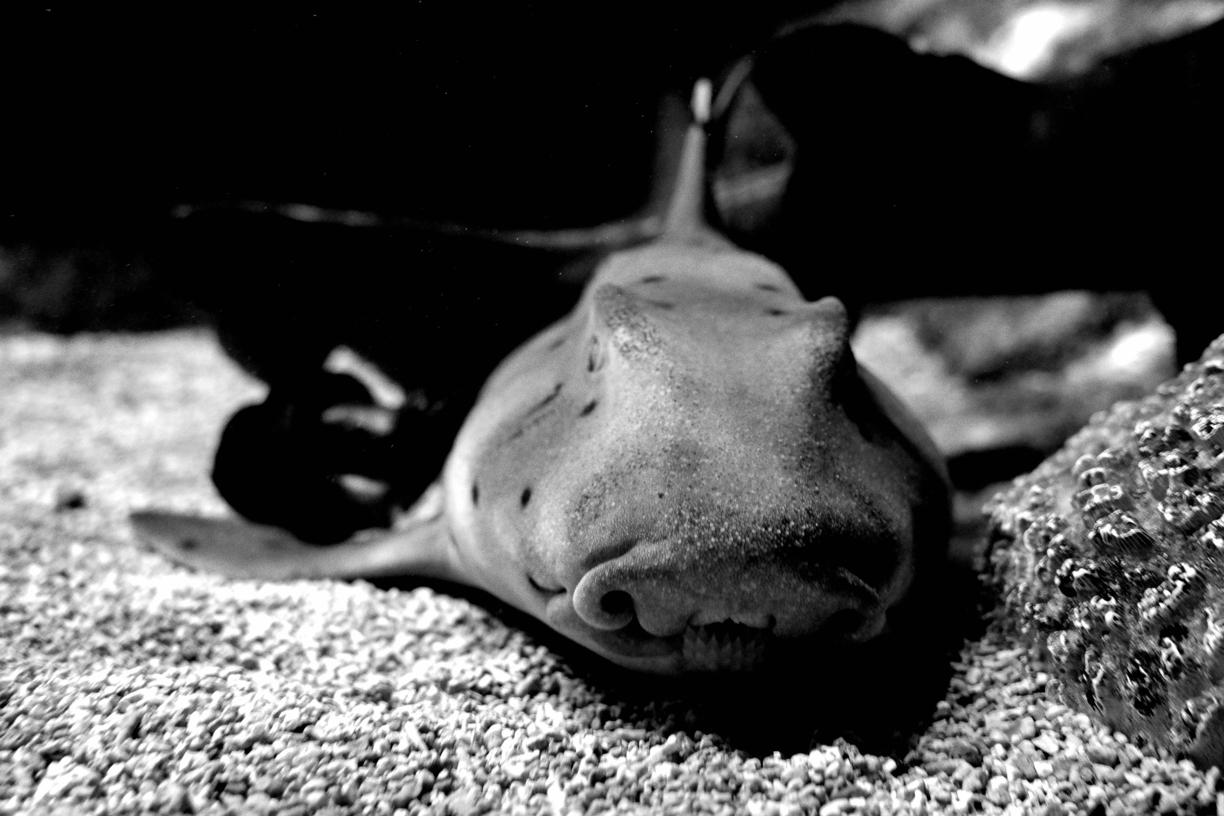 Requin dormeur cornu