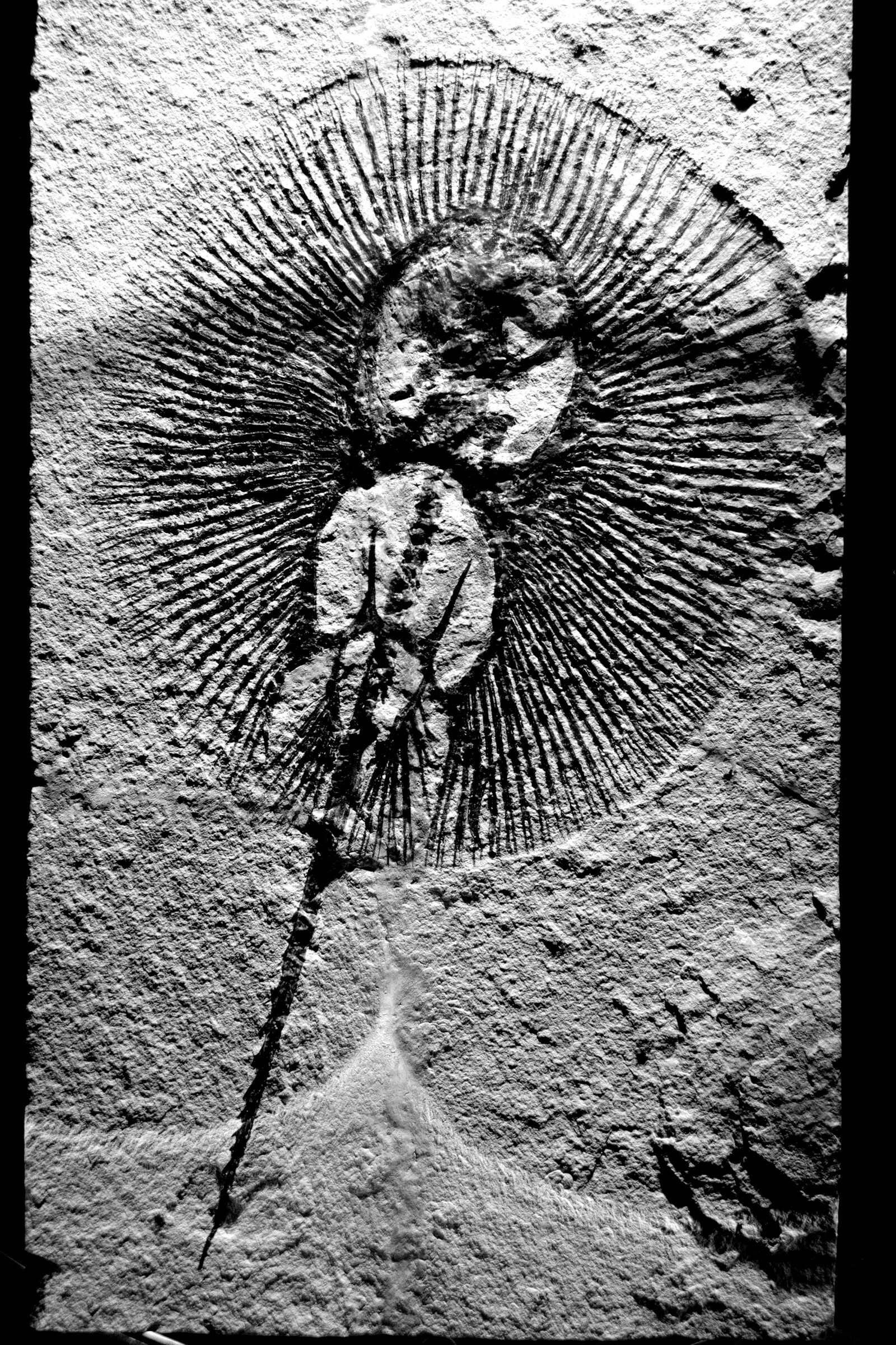 Fossile de raie Cyclobatis Major, Liban, vers 100 MA