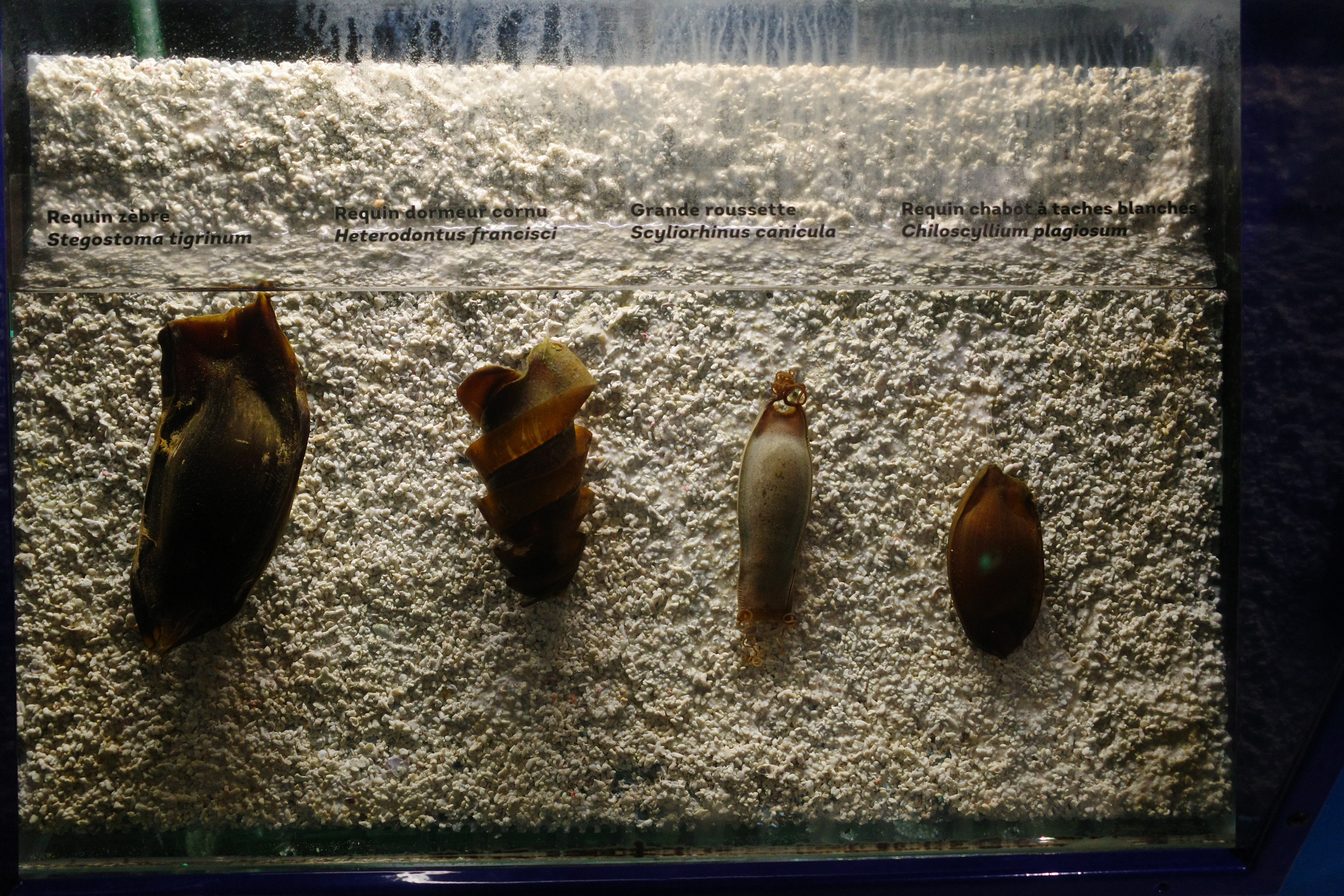 Oeufs de requin, c'était donc ça le truc en tire bouchon qui traînait dans l'aquarium précédent