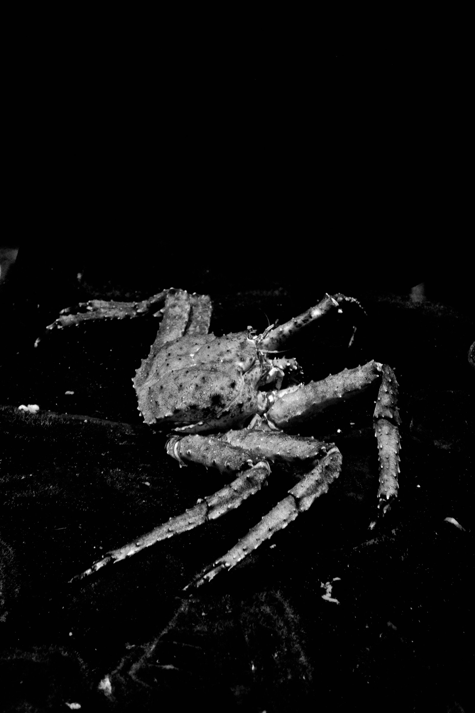Crabe japonais géant