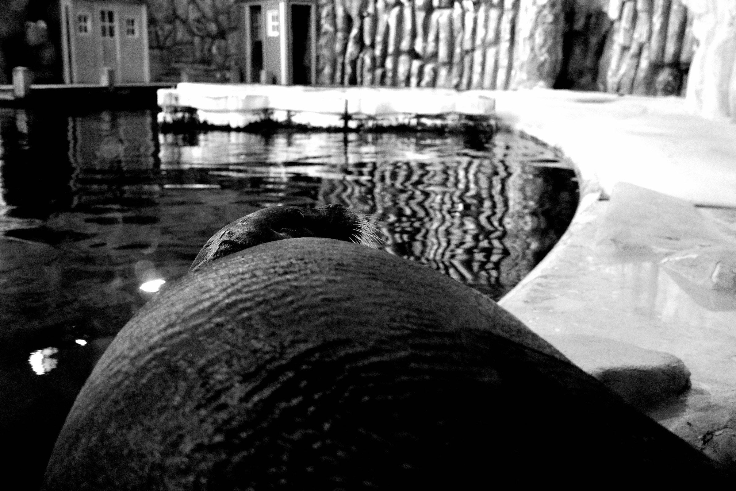 Phoque barbu