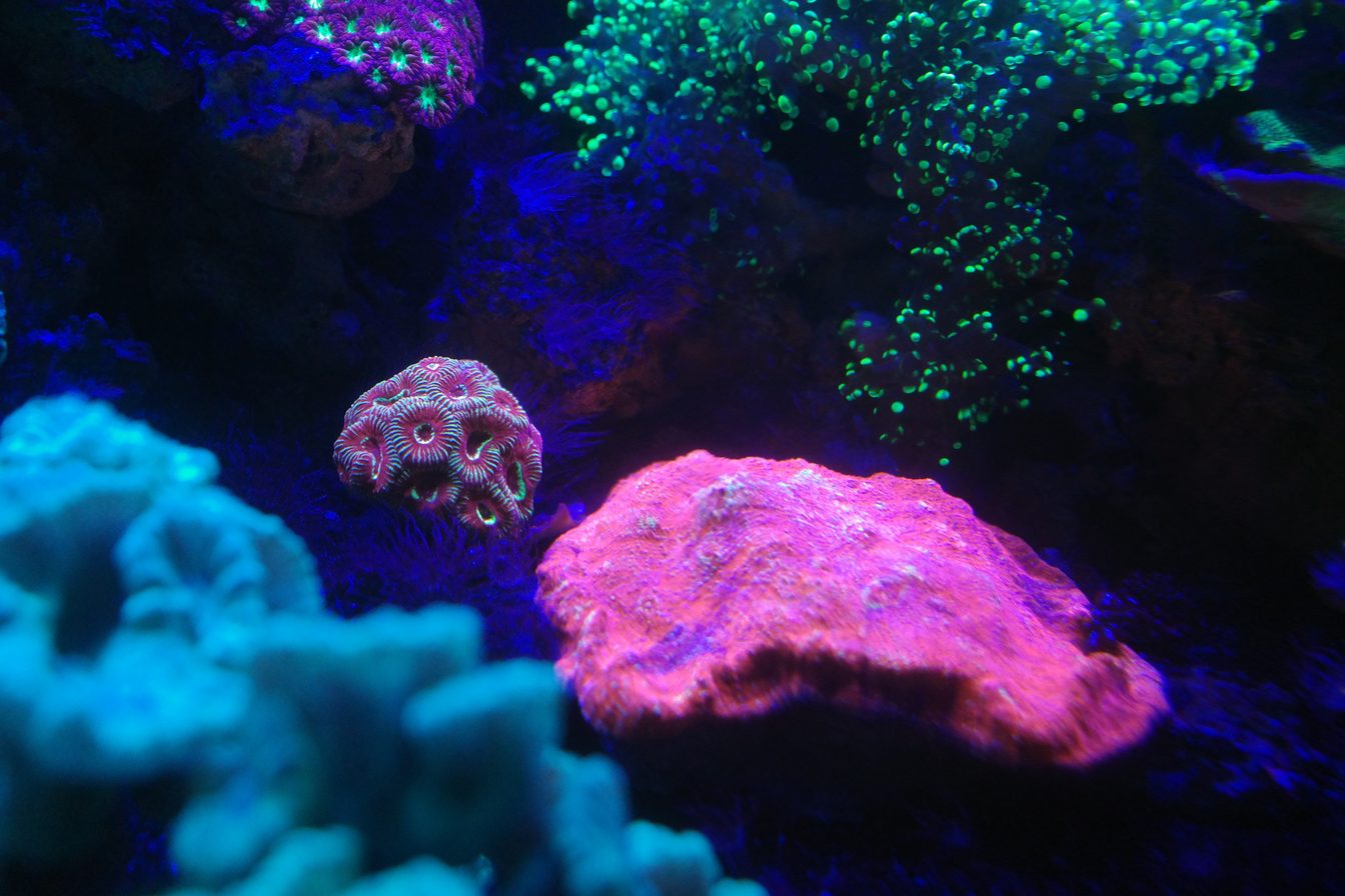 Coraux fluorescents