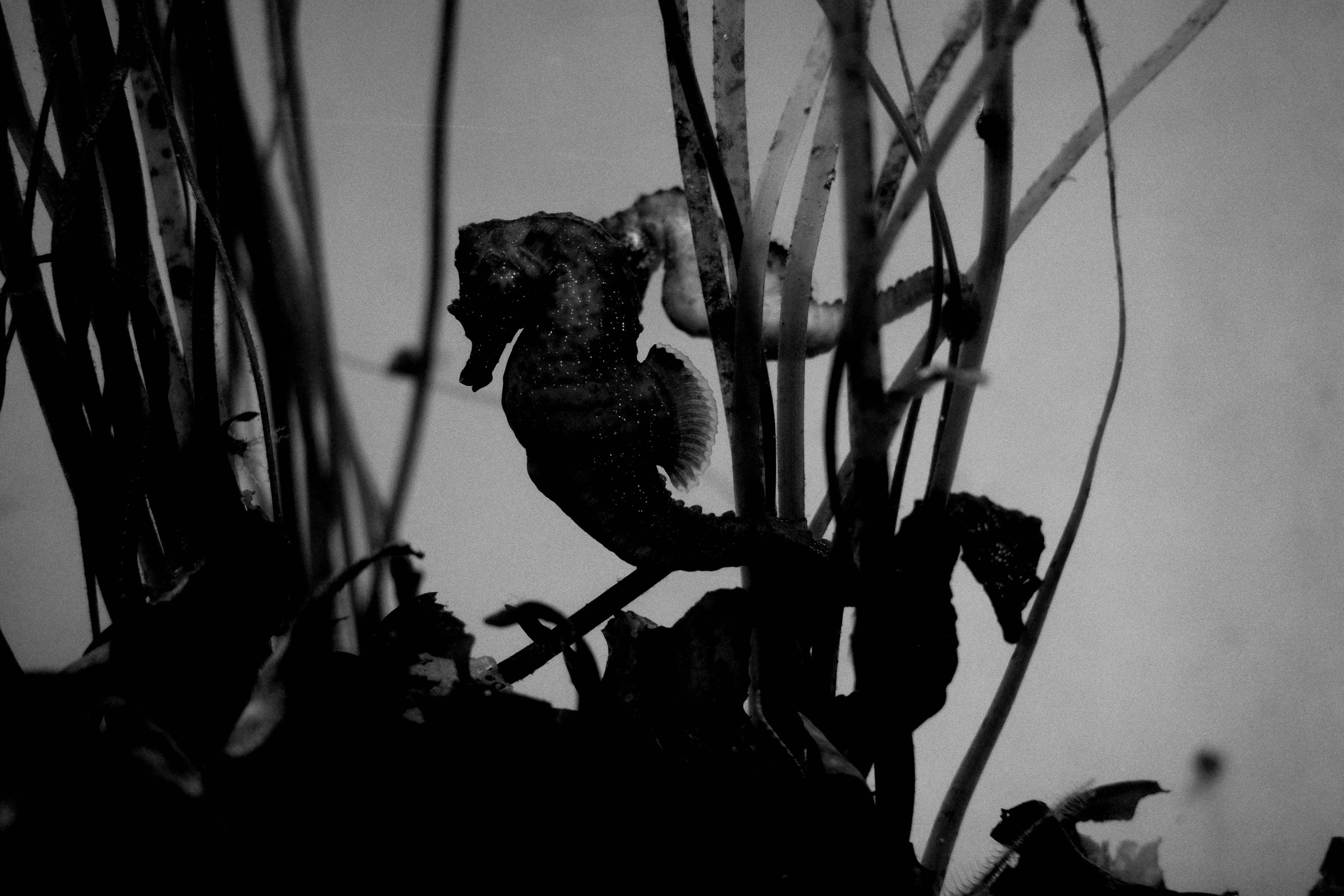Hippocampes