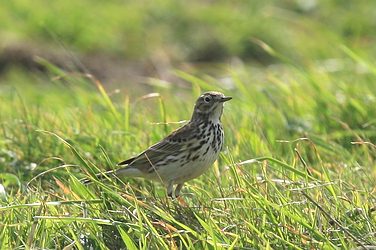 Pipit Maritime ?