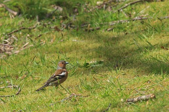 Oui bon c'est un pinson, mais il y en a plein d'autres oiseaux à voir autour du lac