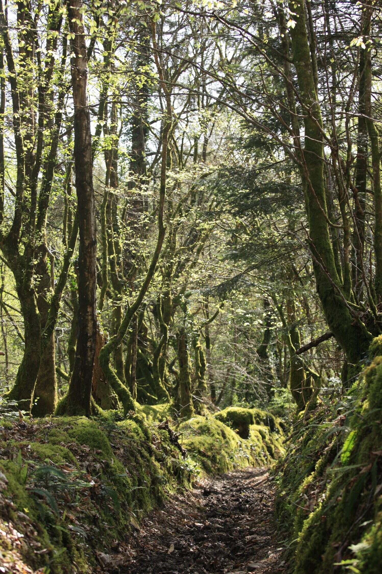Chemin creux et mousse, on ne le voit pas mais au sol on trouve des plaques d'ardoise de toutes tailles