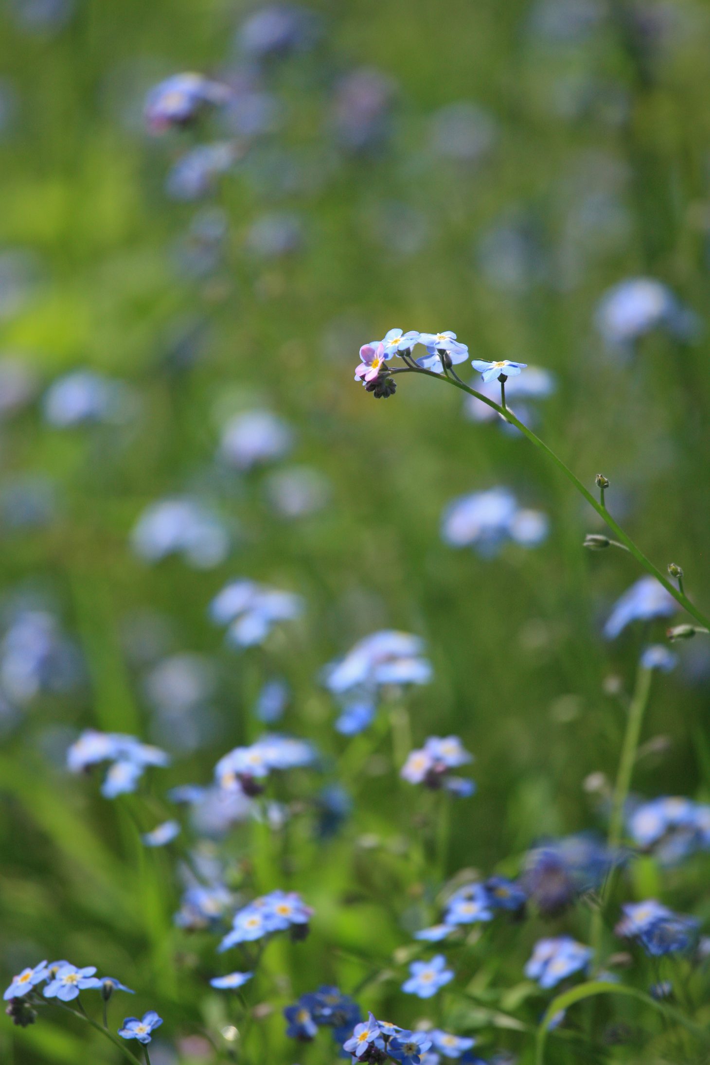 Belzébuth est très fleur bleue par moment