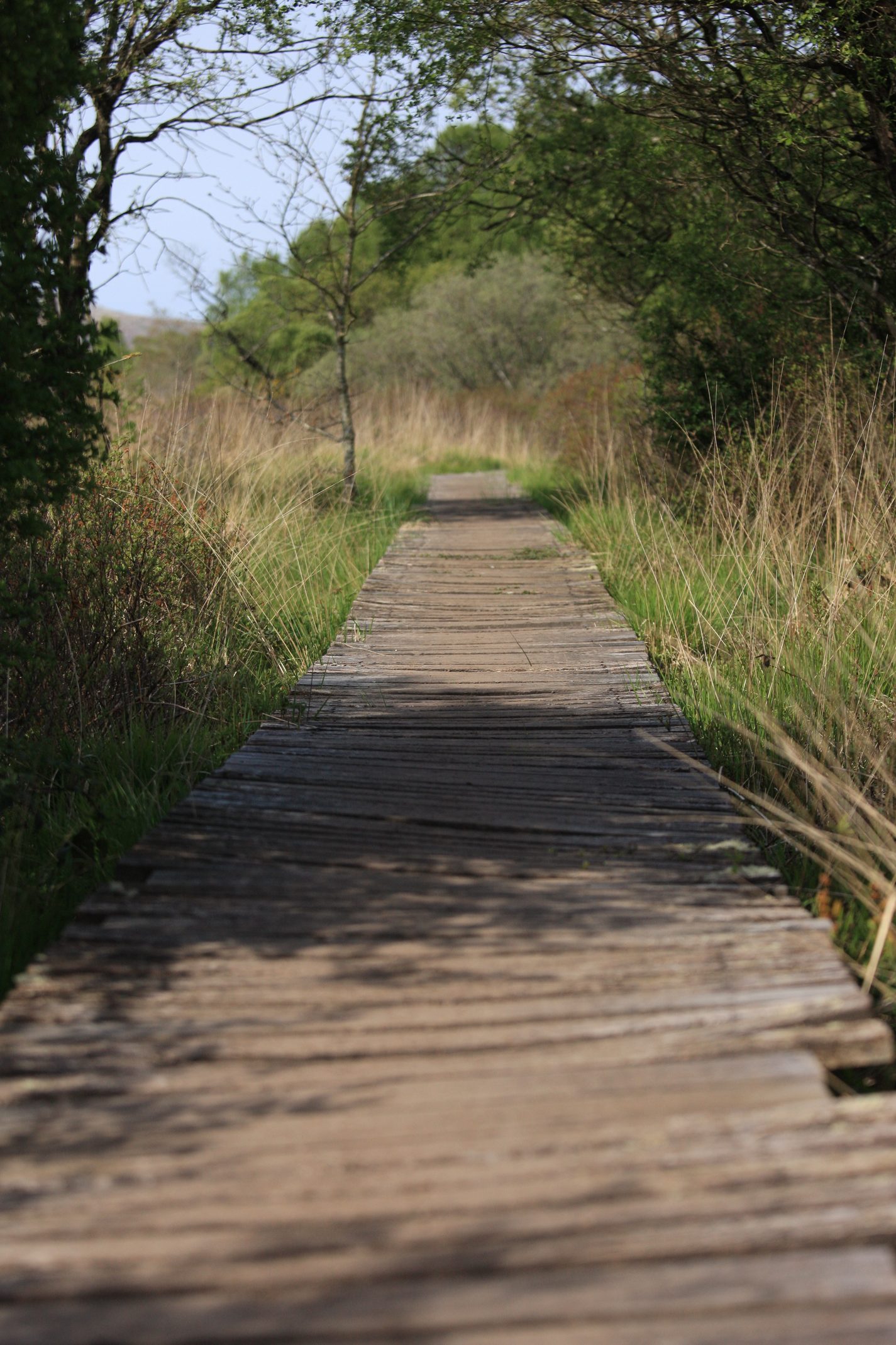 Passerelle aménagée dans la tourbière par Charon parce qu'il en avait marre de faire les aller-retours à la rame.