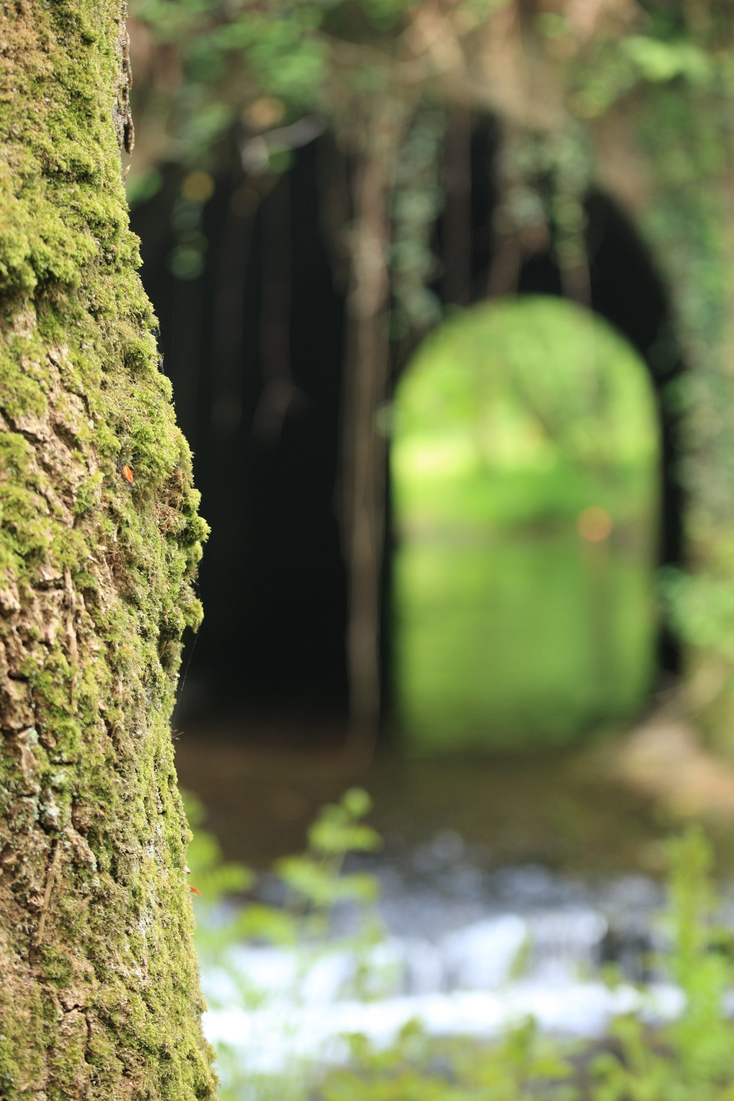 Le début de la balade (et la fin puisqu'on revient par le même trajet) se fait en sous-bois le long d'un charmant ruisseau
