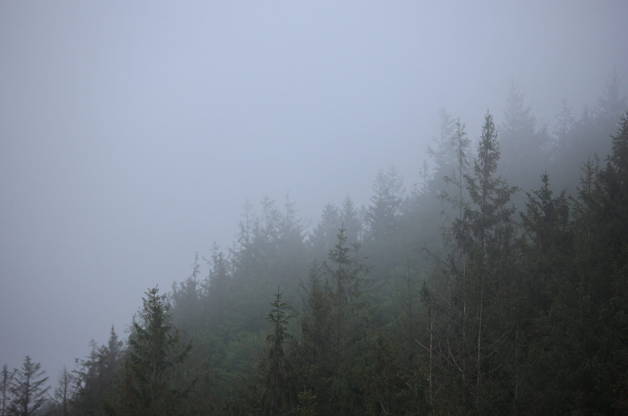 Végétation typique de Bretagne dans la brume