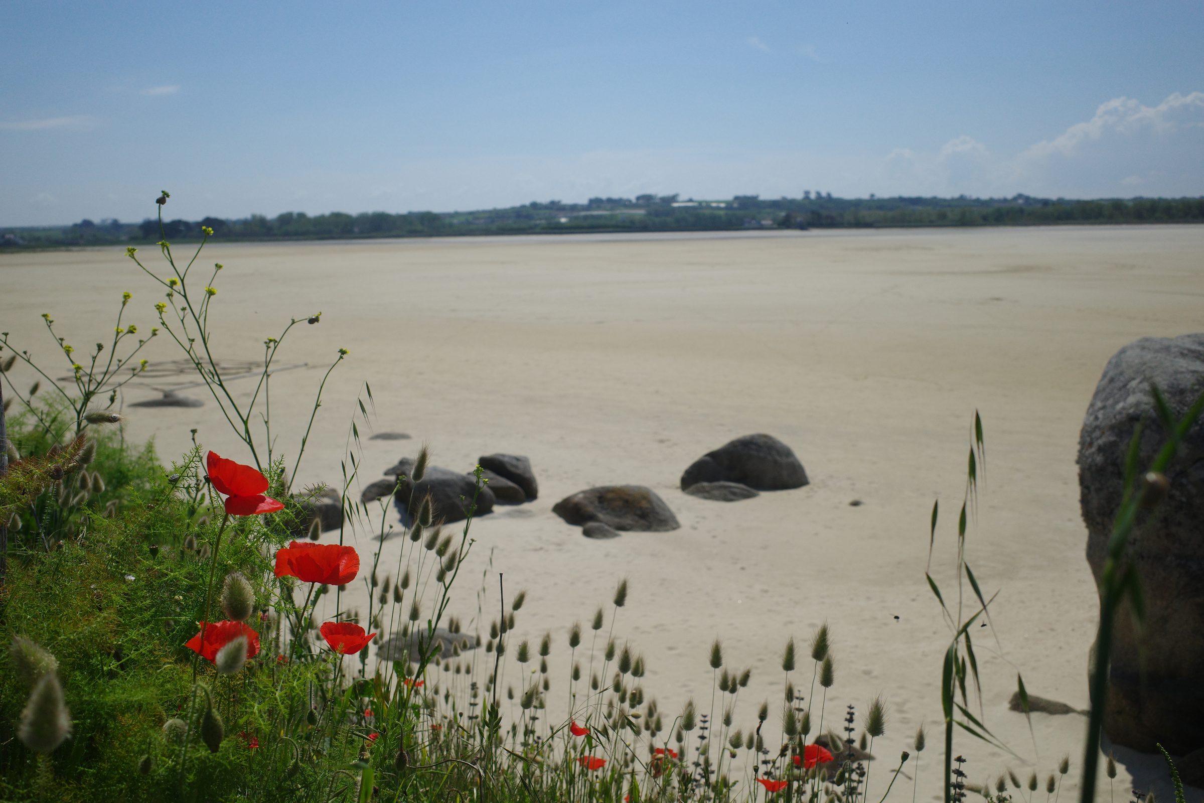 Coquelicots devant l'hippodrome marin dans la baie.