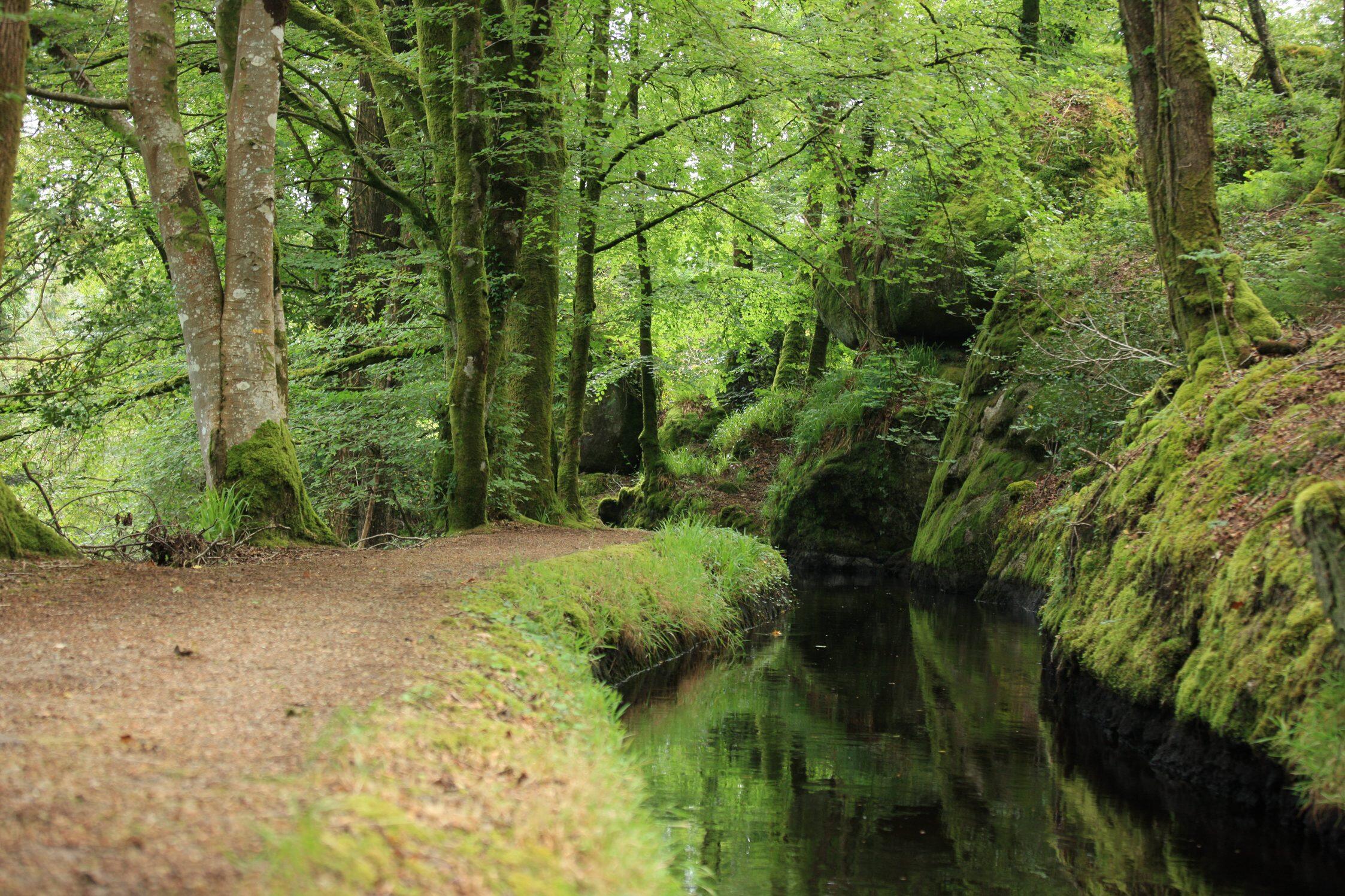La première section longe un charmant petit canal serpentant dans la forêt moussue