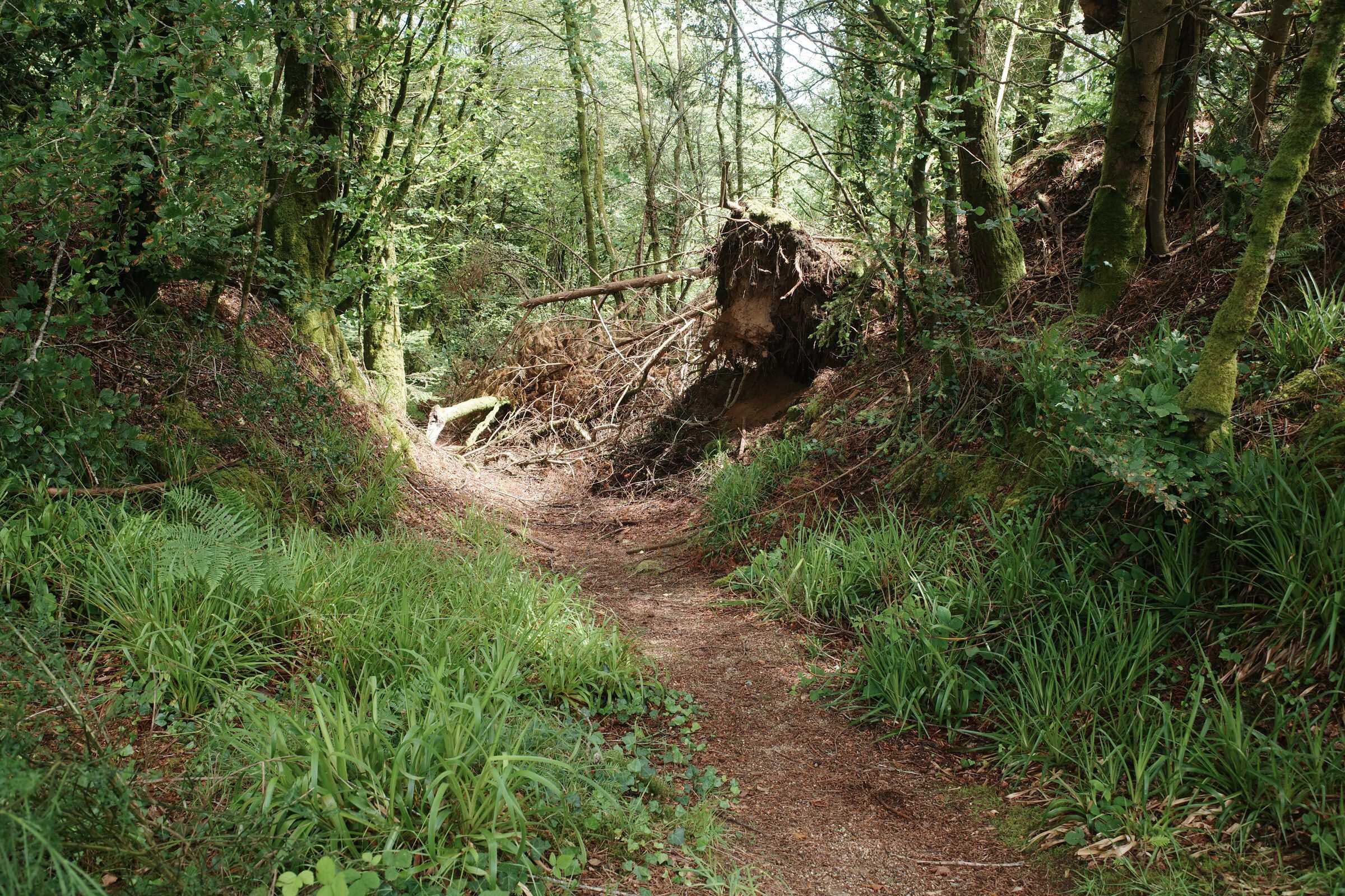 Entrée de l'oppidum, percée dans le murus gallicus