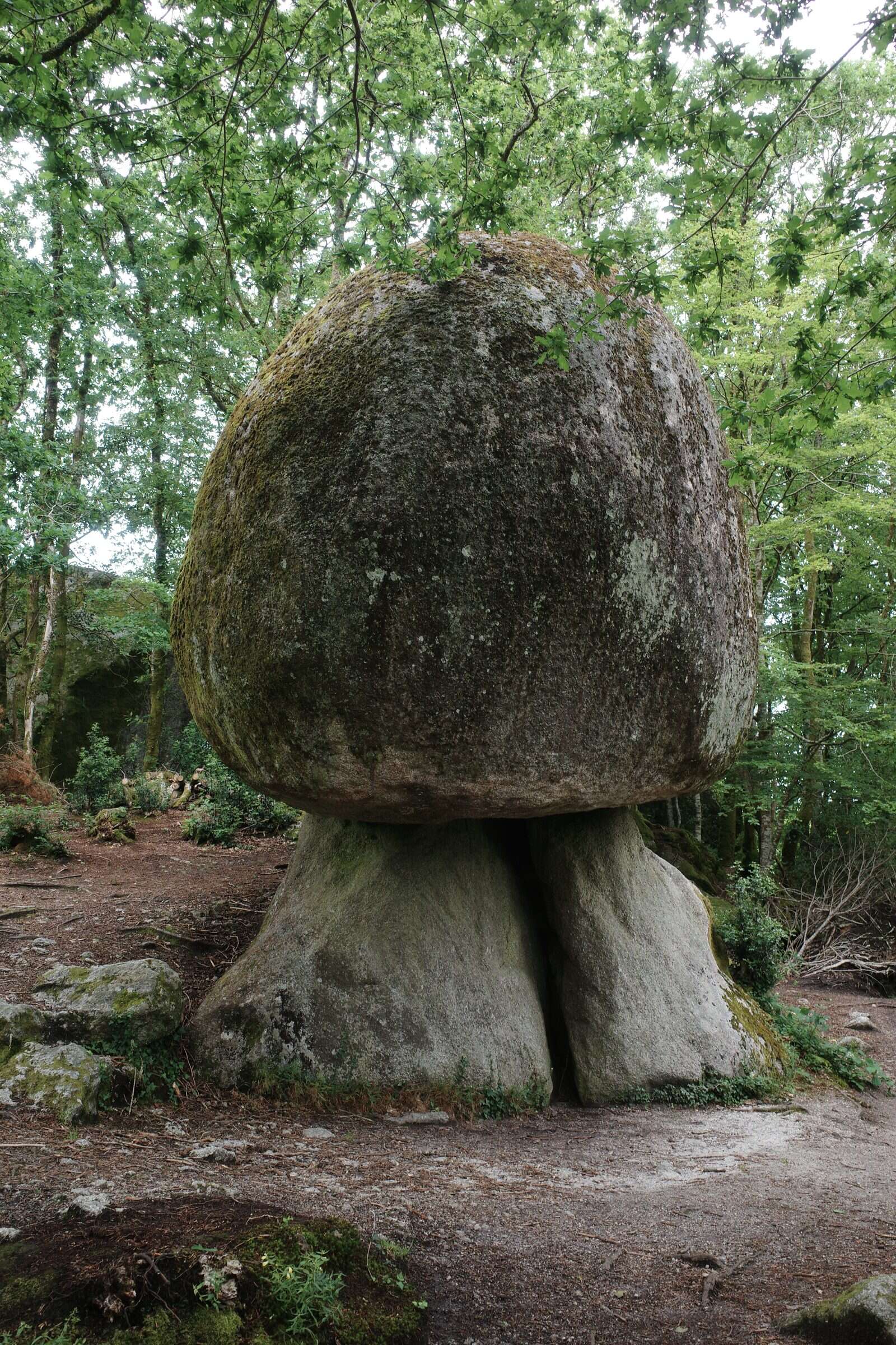 Le Champignon