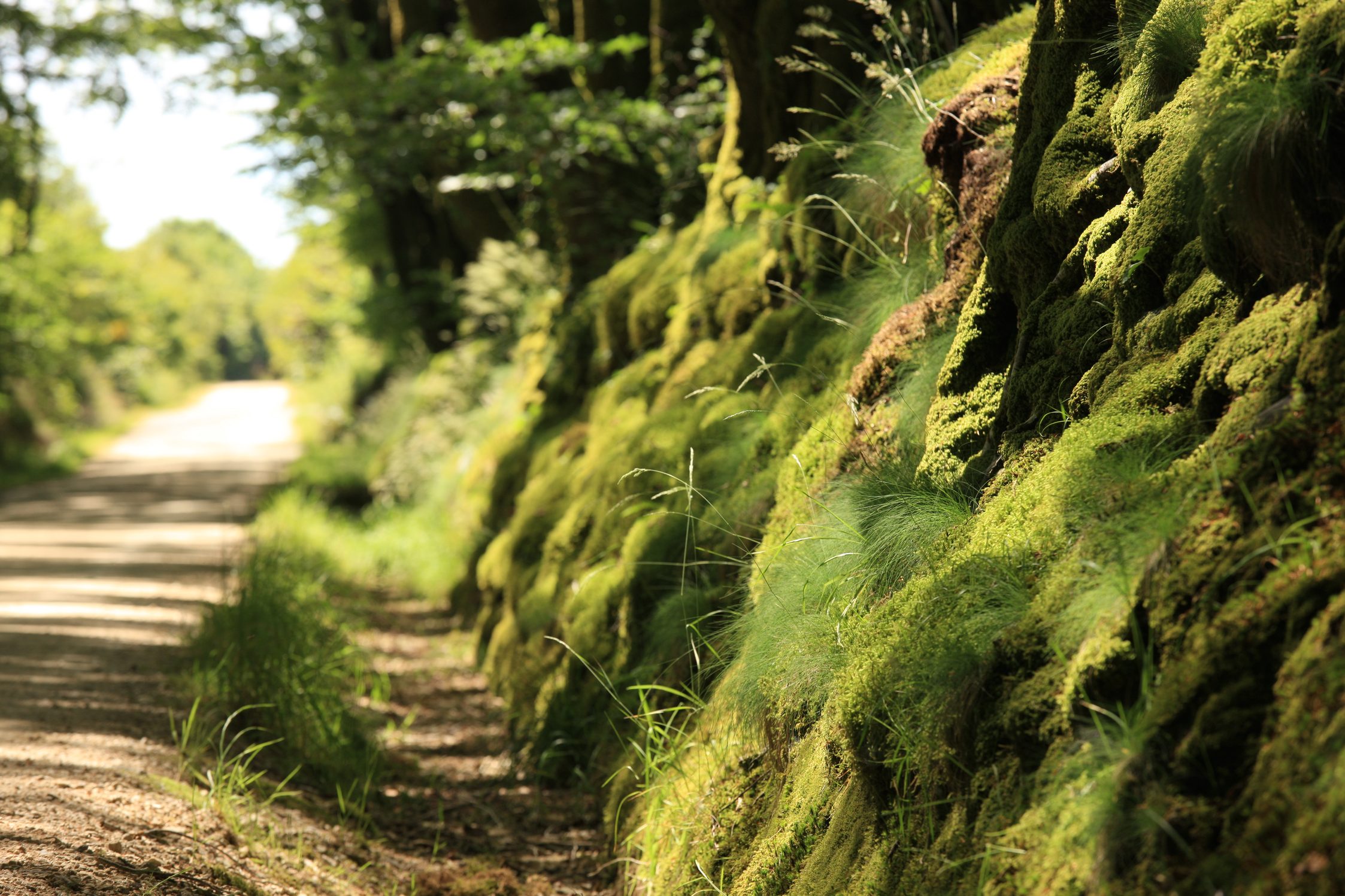 Le domaine du Menez Meur dispose de magnifiques talus moussus.