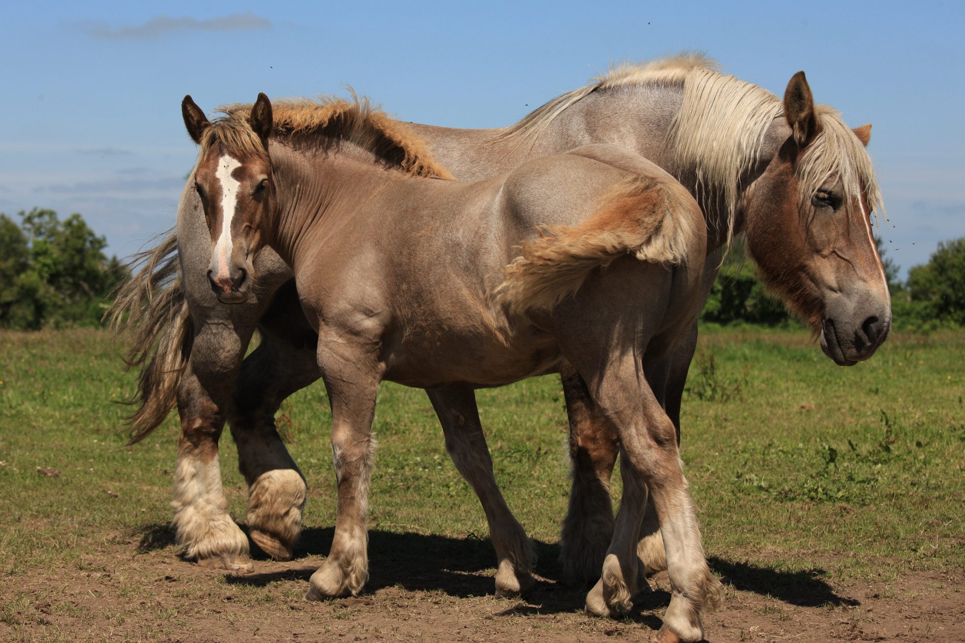 Chevaux de trait breton