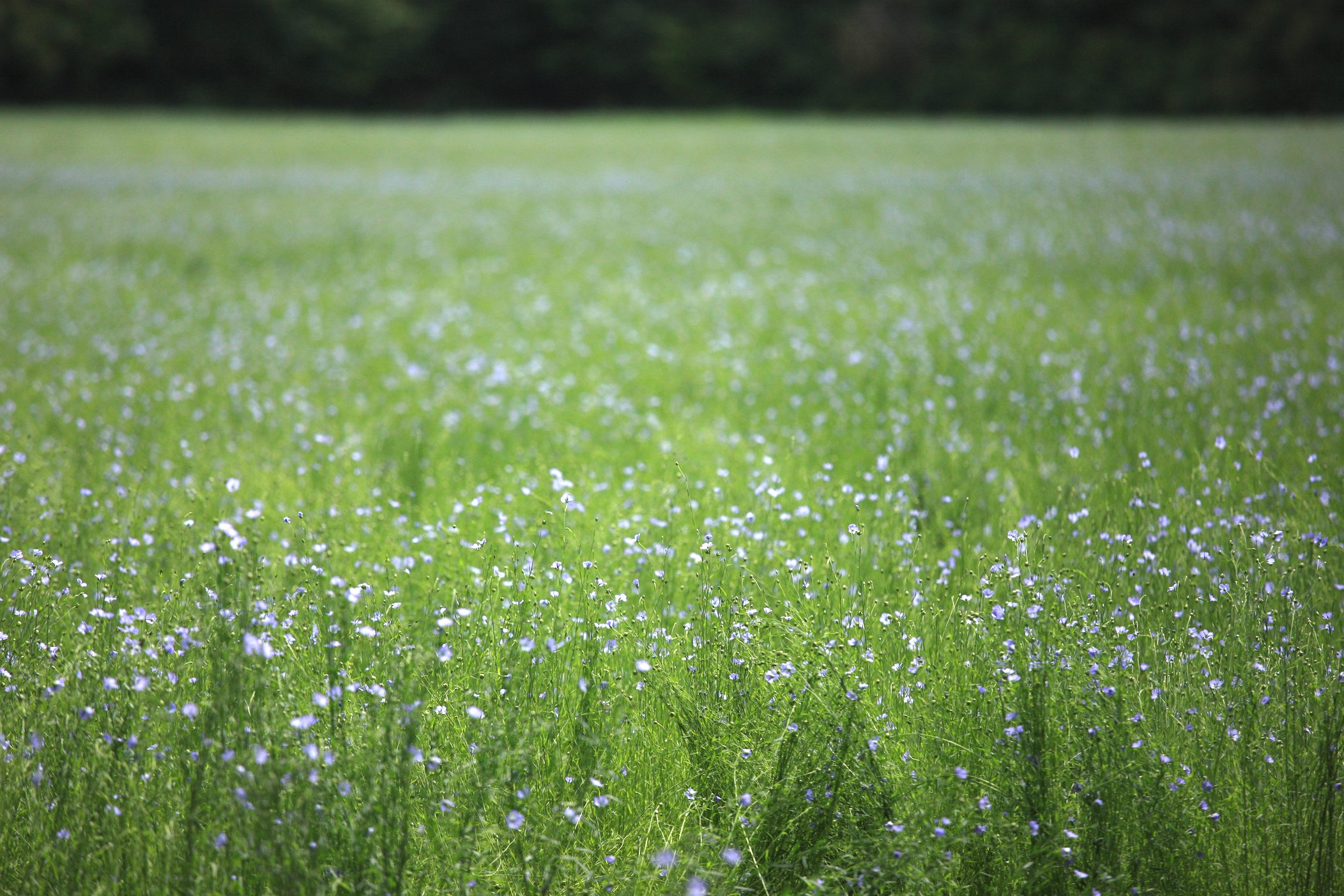 Début de la floraison du lin