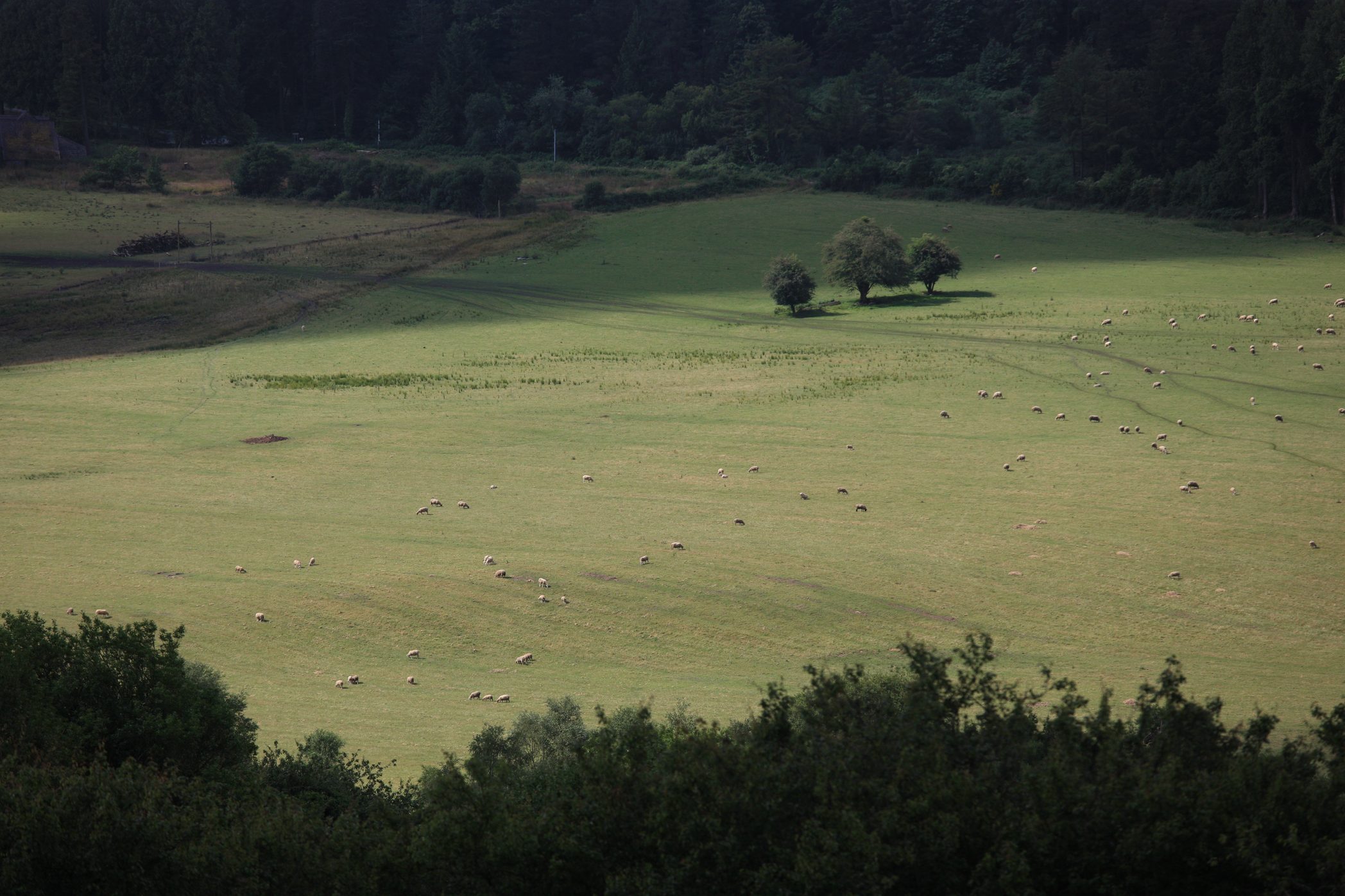 Moutons dans les alpages