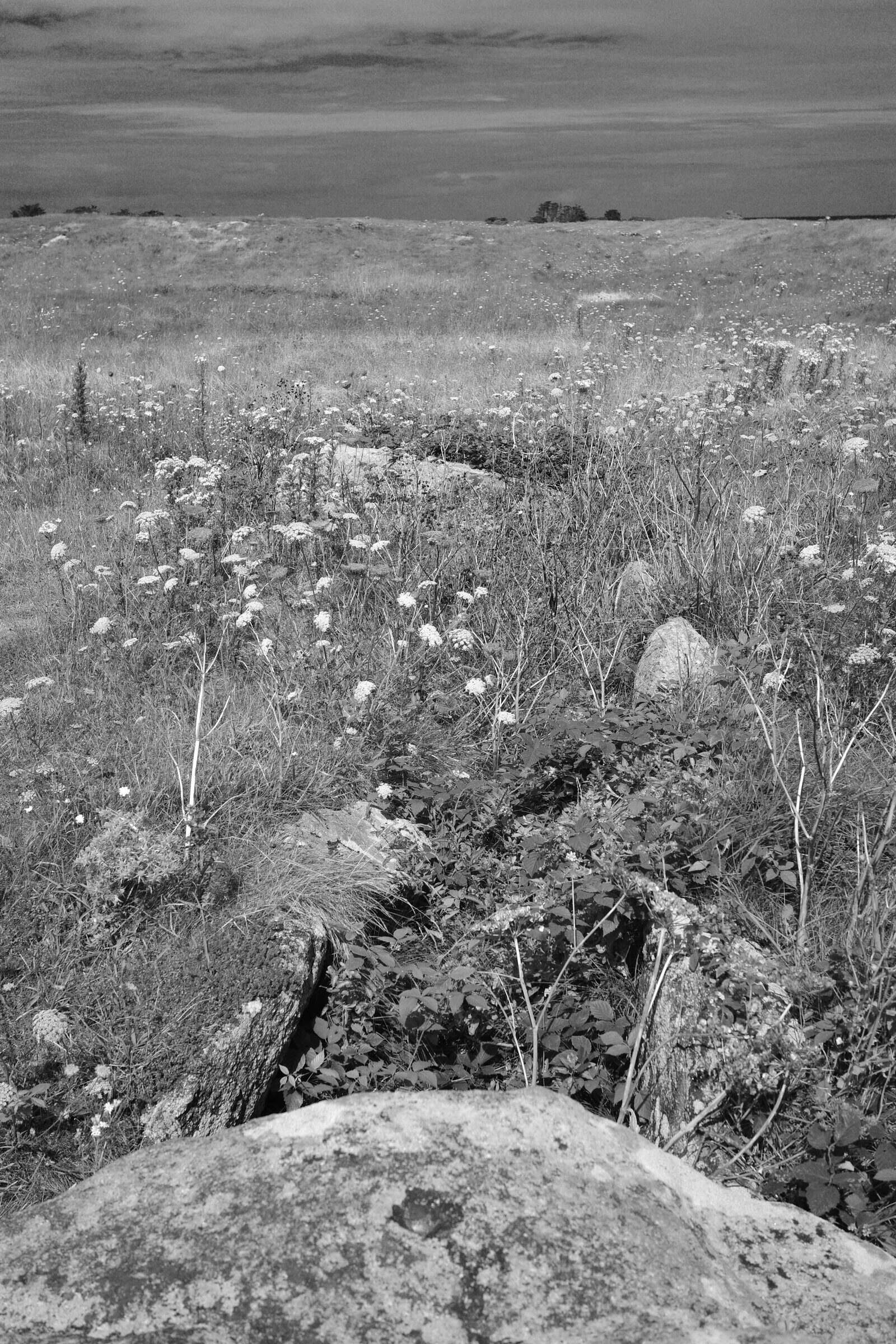 L'allée couverte du Ribi, surtout couverte par les herbes folles en réalité