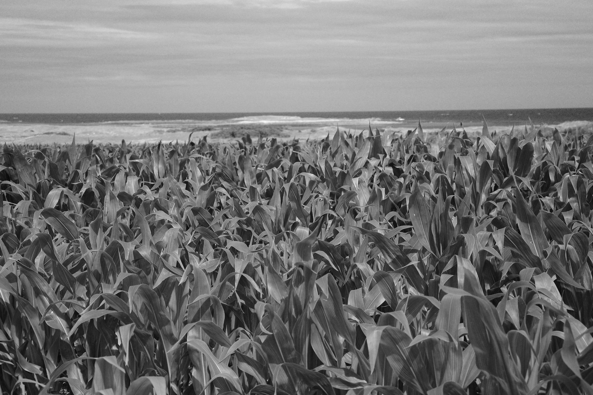 Culture typique de Bretagne indispensable à l'industrie locale de tortillas d'andouilles. Au moins, pas besoin d'irrigation ici.