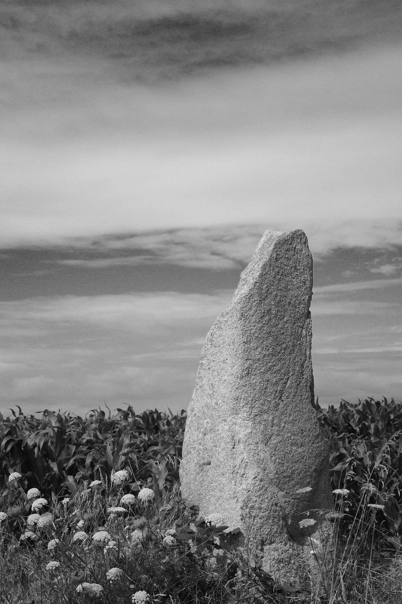 Enchiladas de menhir