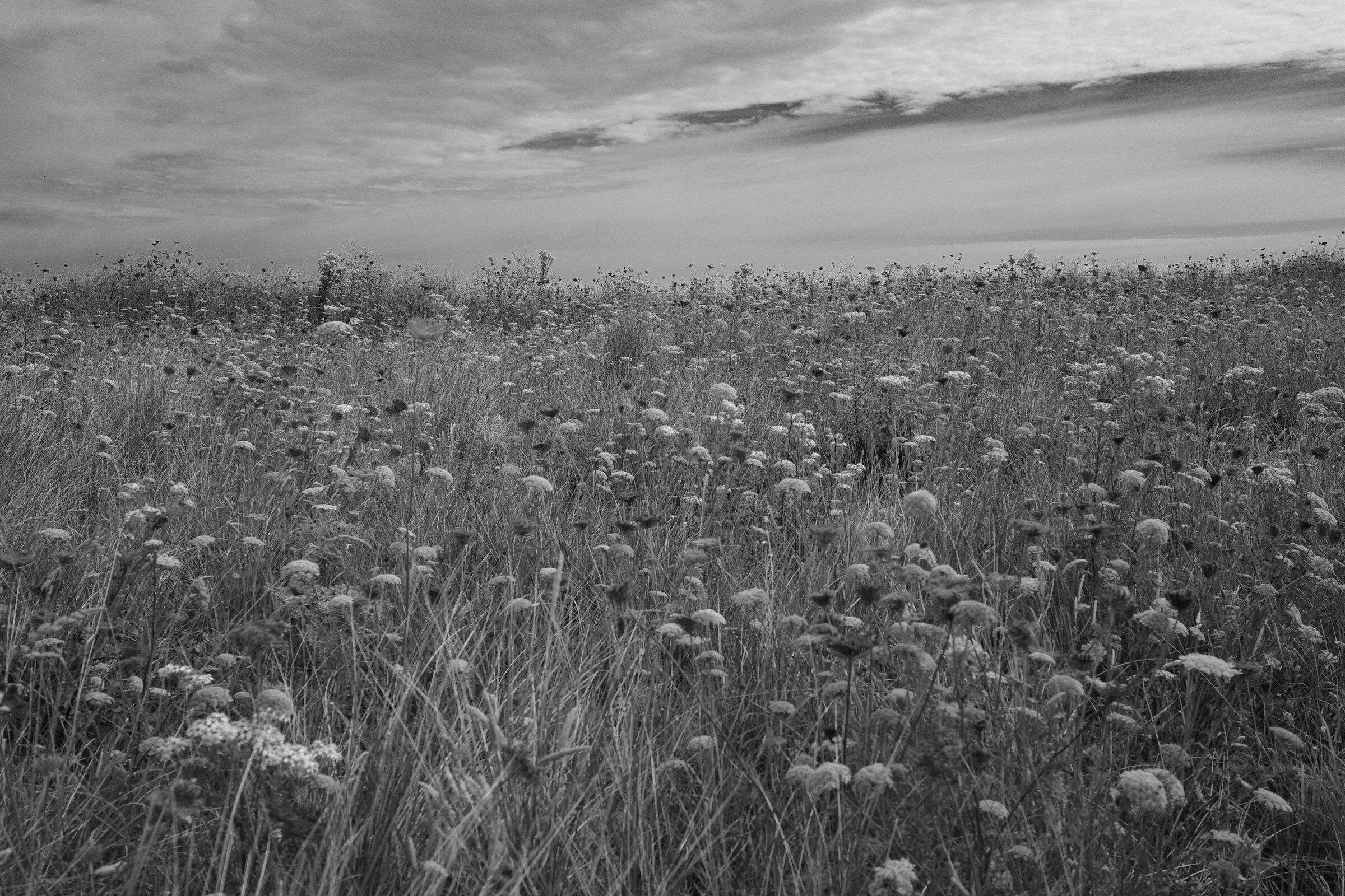 Dunes fleuries