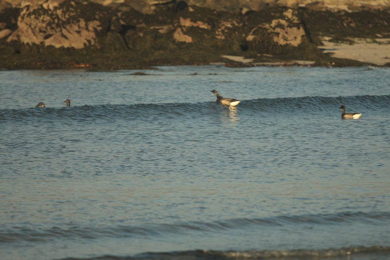 Oies bernaches cravant s'essayant au surf. C'est un migrateur qui vient passer l'hiver au chaud, enfin au plus chaud que la Sibérie dont elle est originaire