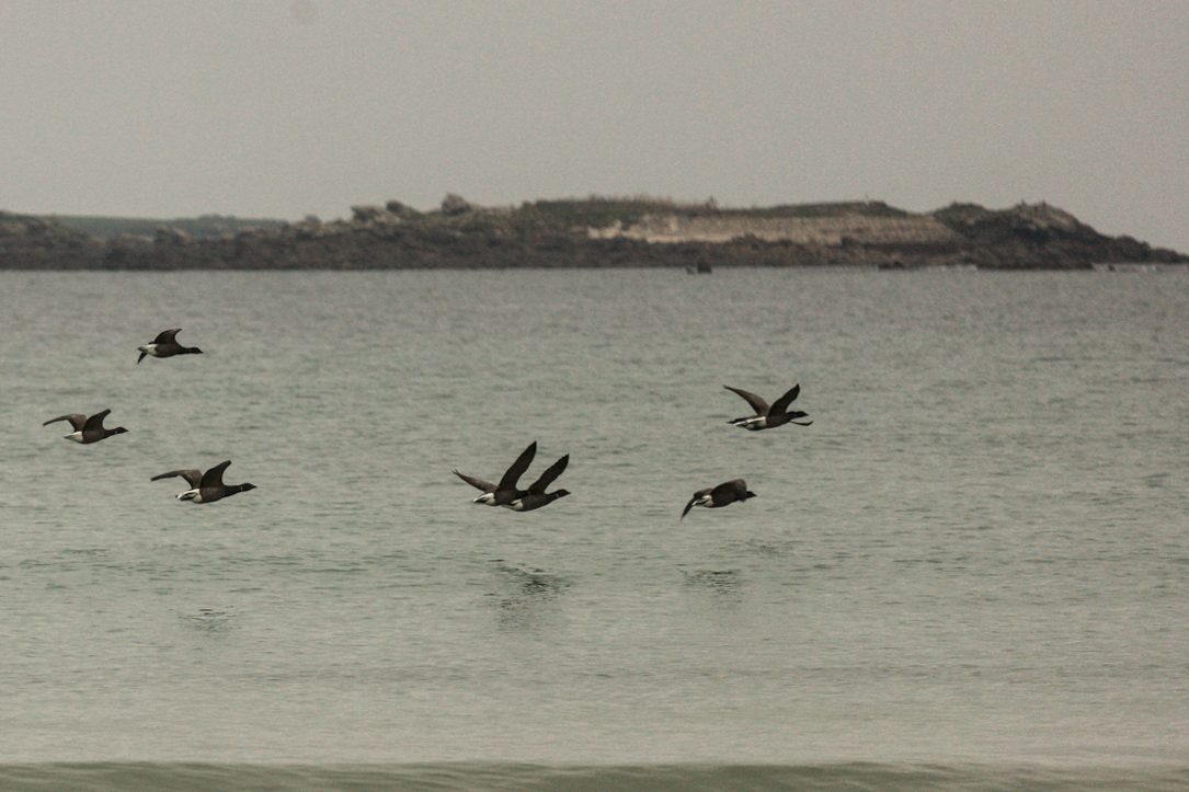 Vol d'oies bernarches cravant. La plage en accueillait des dizaines, peut-être même une centaine.