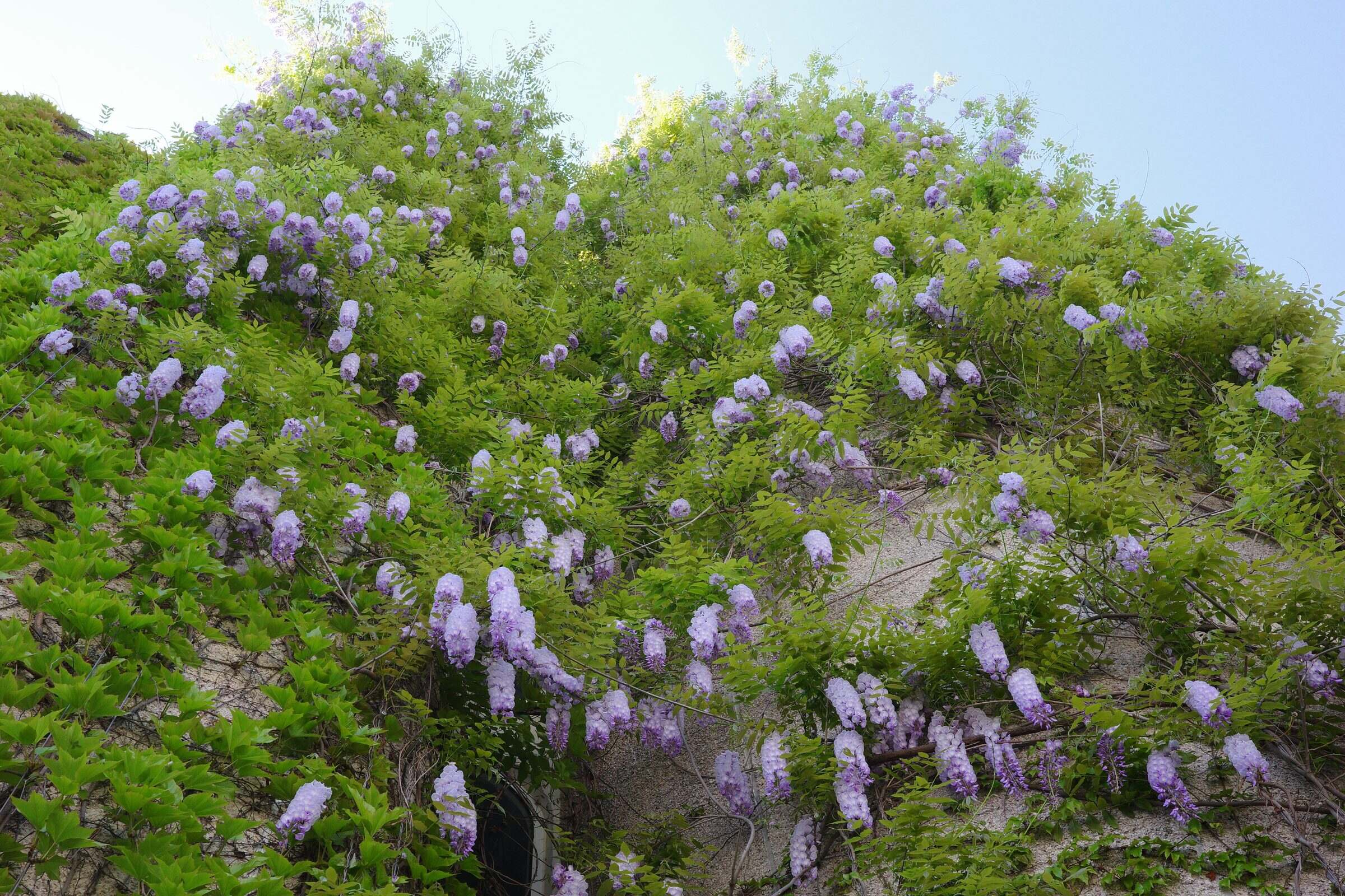 Glycine, envahissant les parkings à côté de la gare