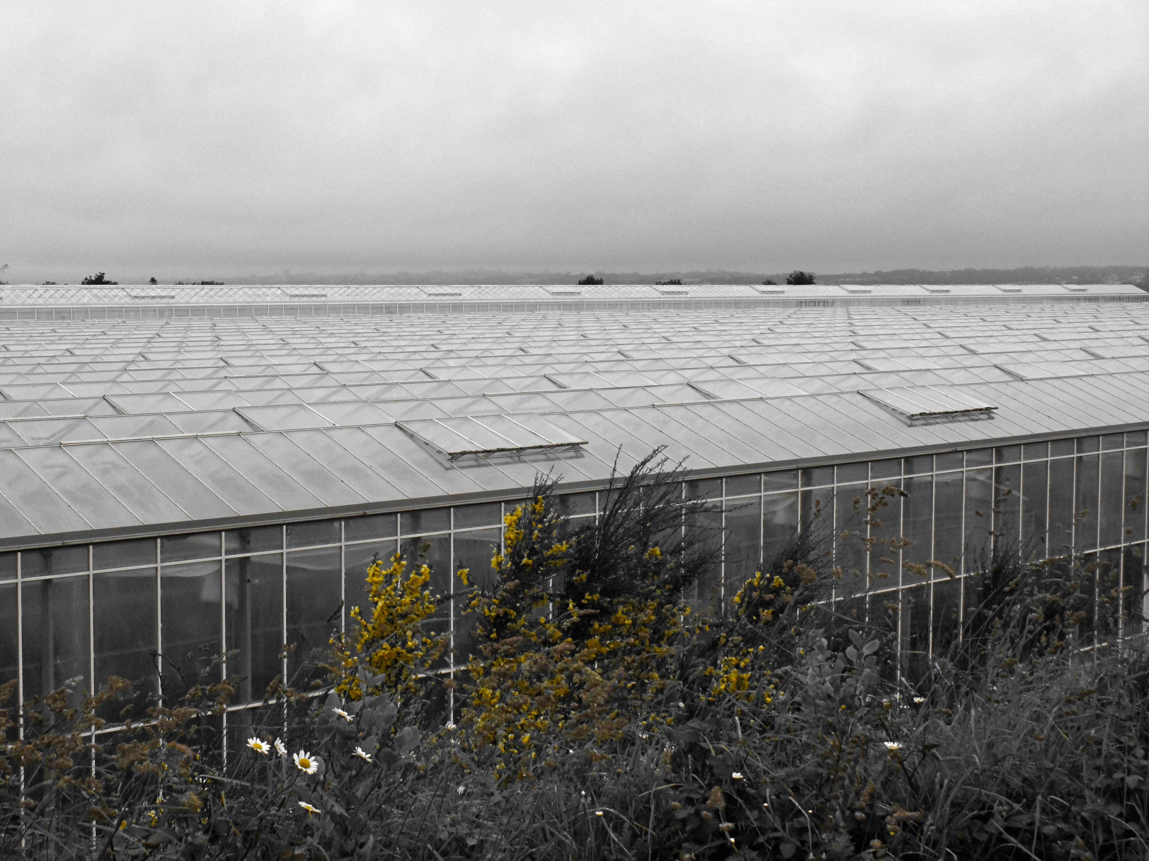 Usine à tomates