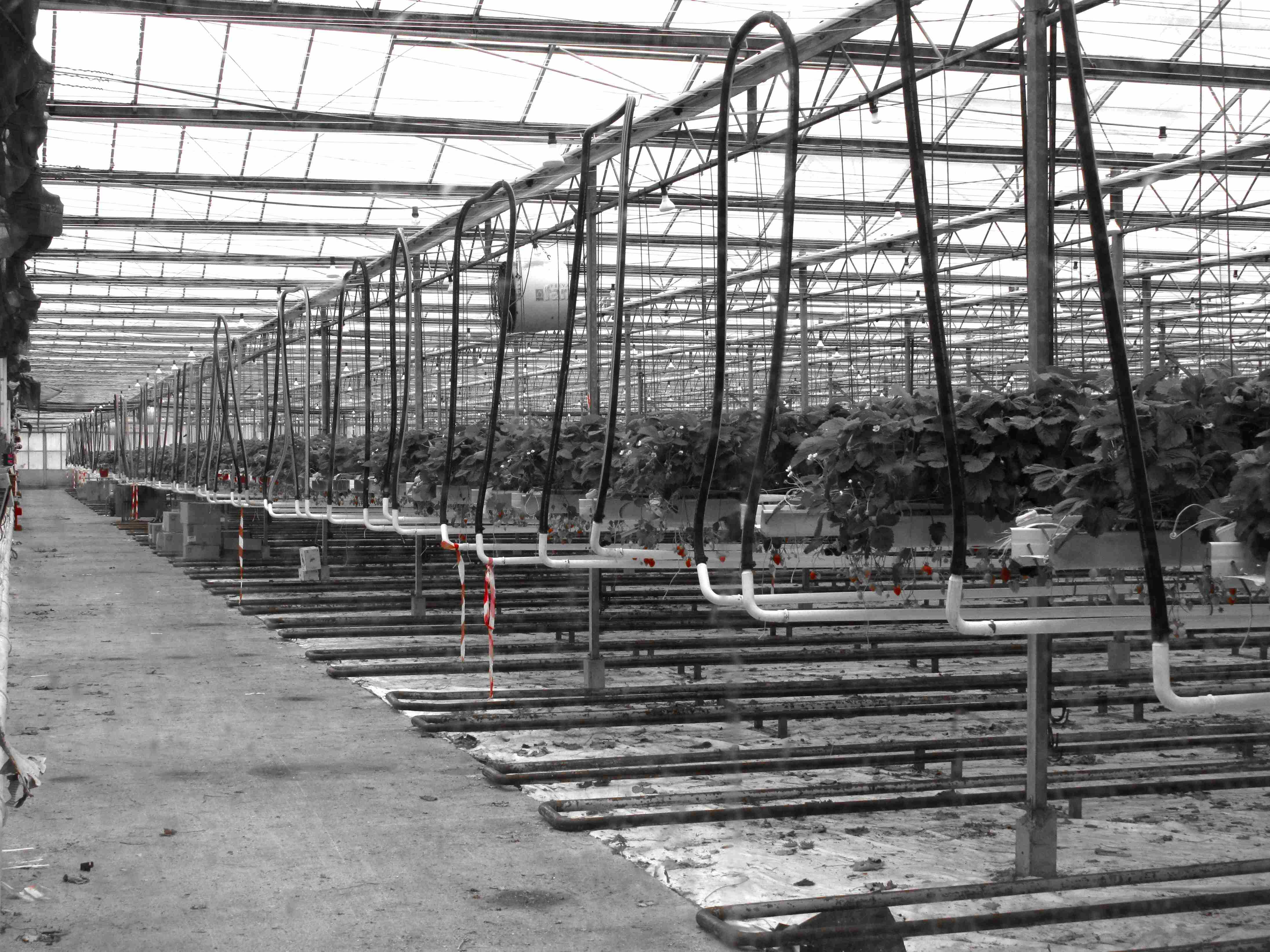 Usine à fraises