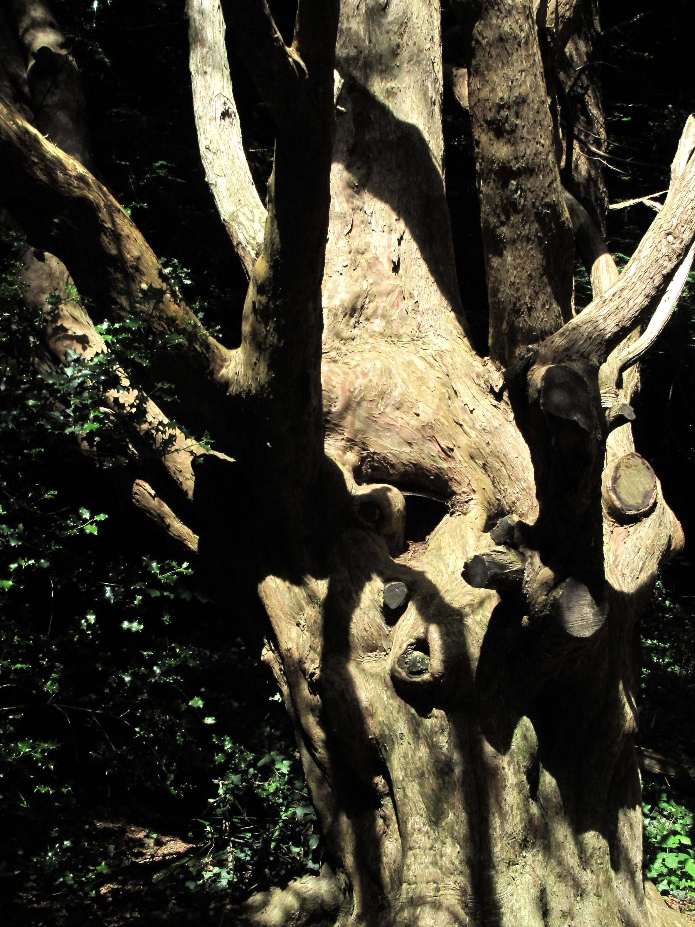 C'est toujours compliqué de rendre la beauté de la texture d'un arbre en photo mais avec cet appareil et cette lumière, mission impossible.